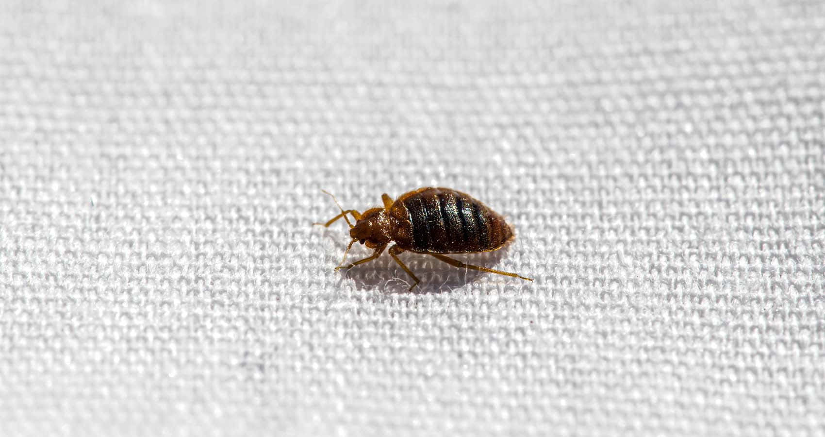 bed bug, textured white fabric, bright light, HD Desktop Wallpaper