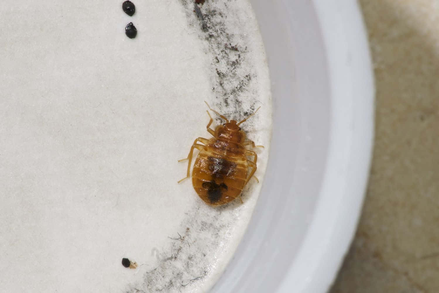 bed bug, brown, dark droppings, HD Desktop Wallpaper