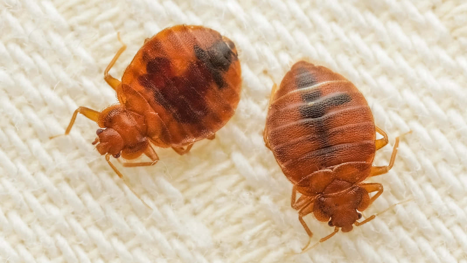 bed bugs, reddish brown, dark markings, HD Desktop Wallpaper