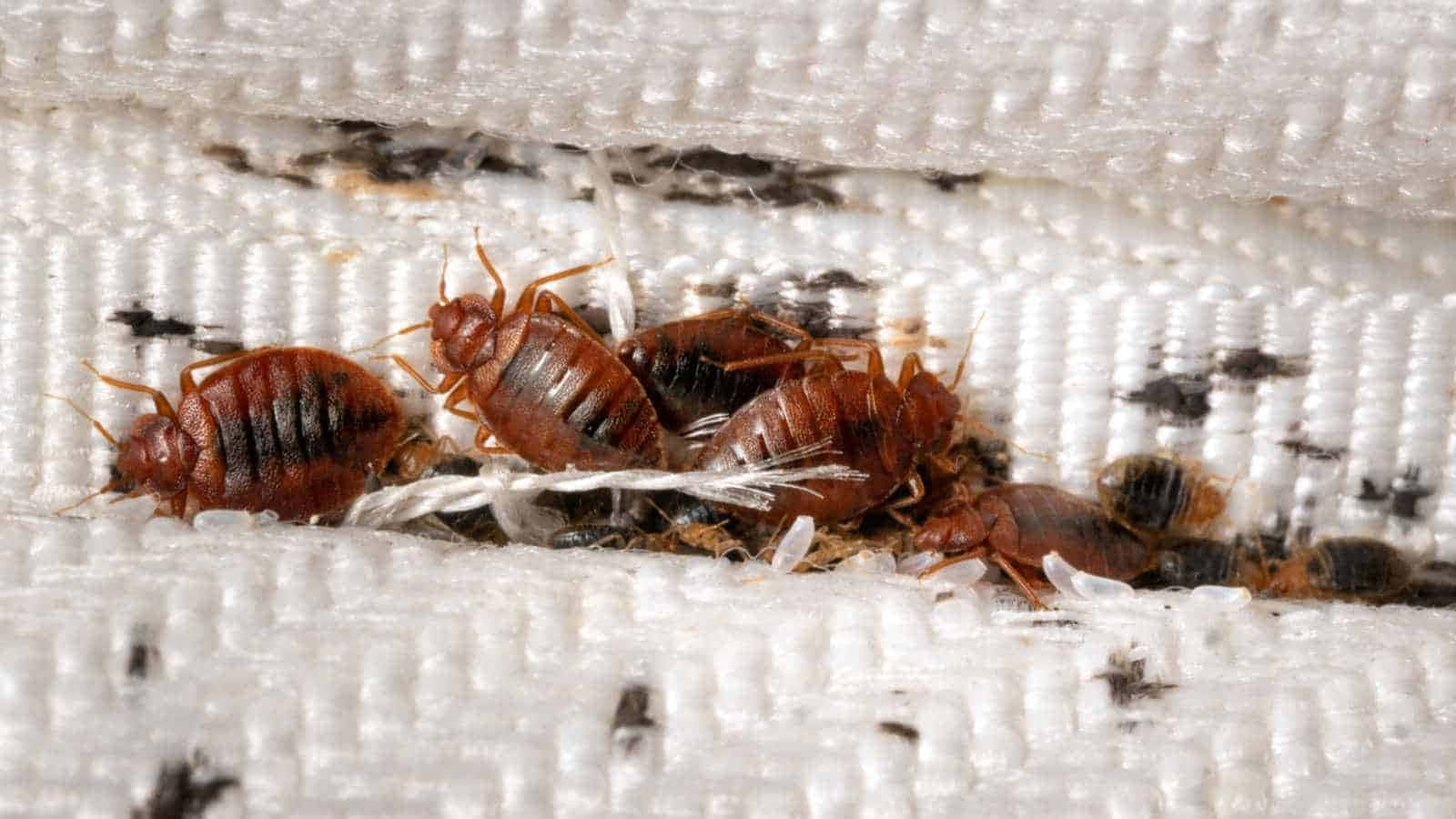 bed bugs, textured white fabric, dark stains, HD Desktop Wallpaper