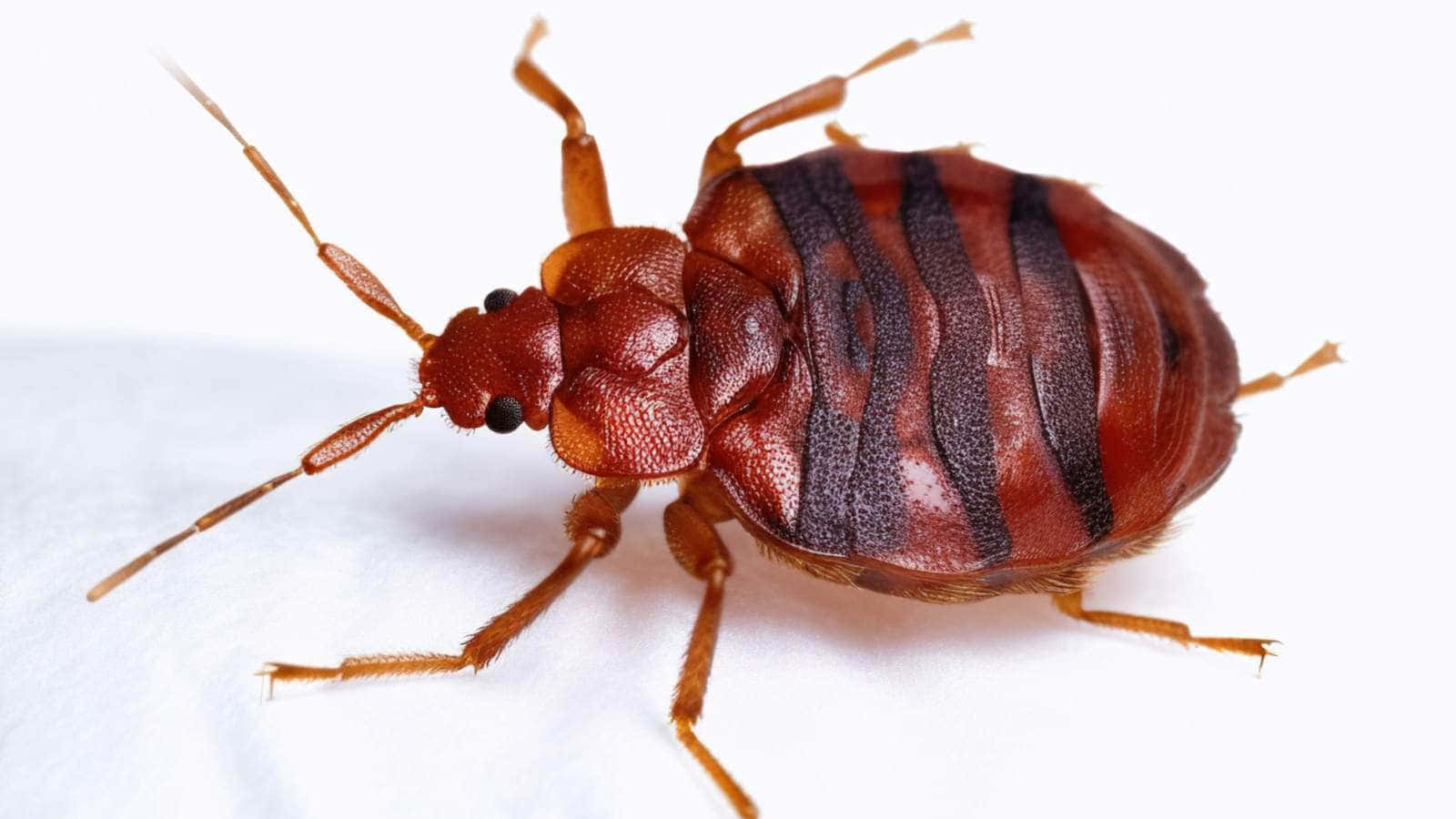 bed bug, reddish-brown, black stripes, HD Desktop Wallpaper