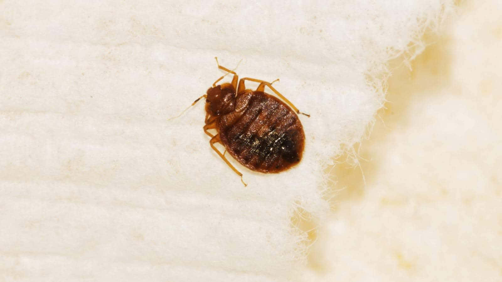 bed bug, dark brown, white textured fabric, HD Desktop Wallpaper