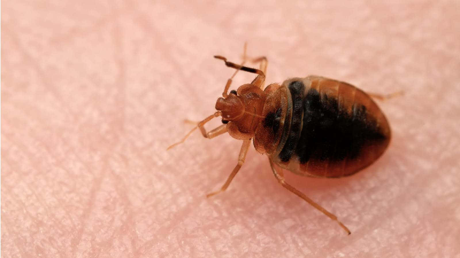 bed bug, brownish, dark markings, HD Desktop Wallpaper