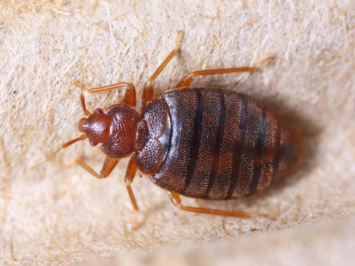 bed bug, reddish-brown, striped abdomen, SD Desktop Wallpaper