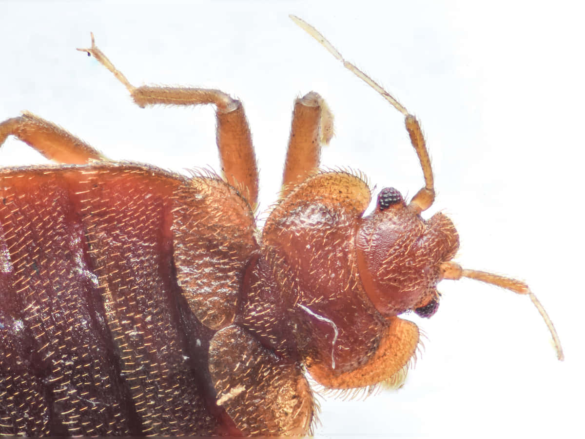 bed bug, reddish-brown, macro photograph, SD Desktop Wallpaper