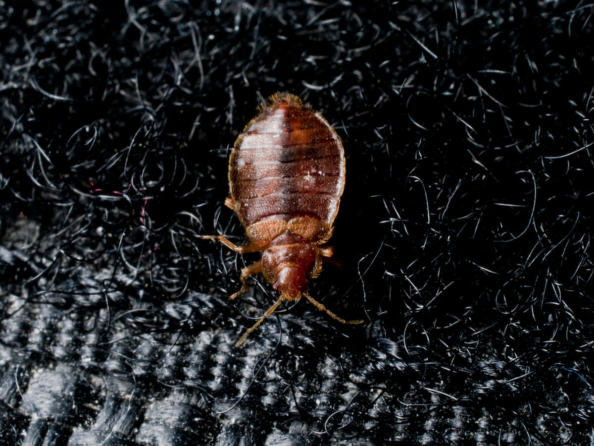 bed bug, fabric, brown, SD Desktop Wallpaper