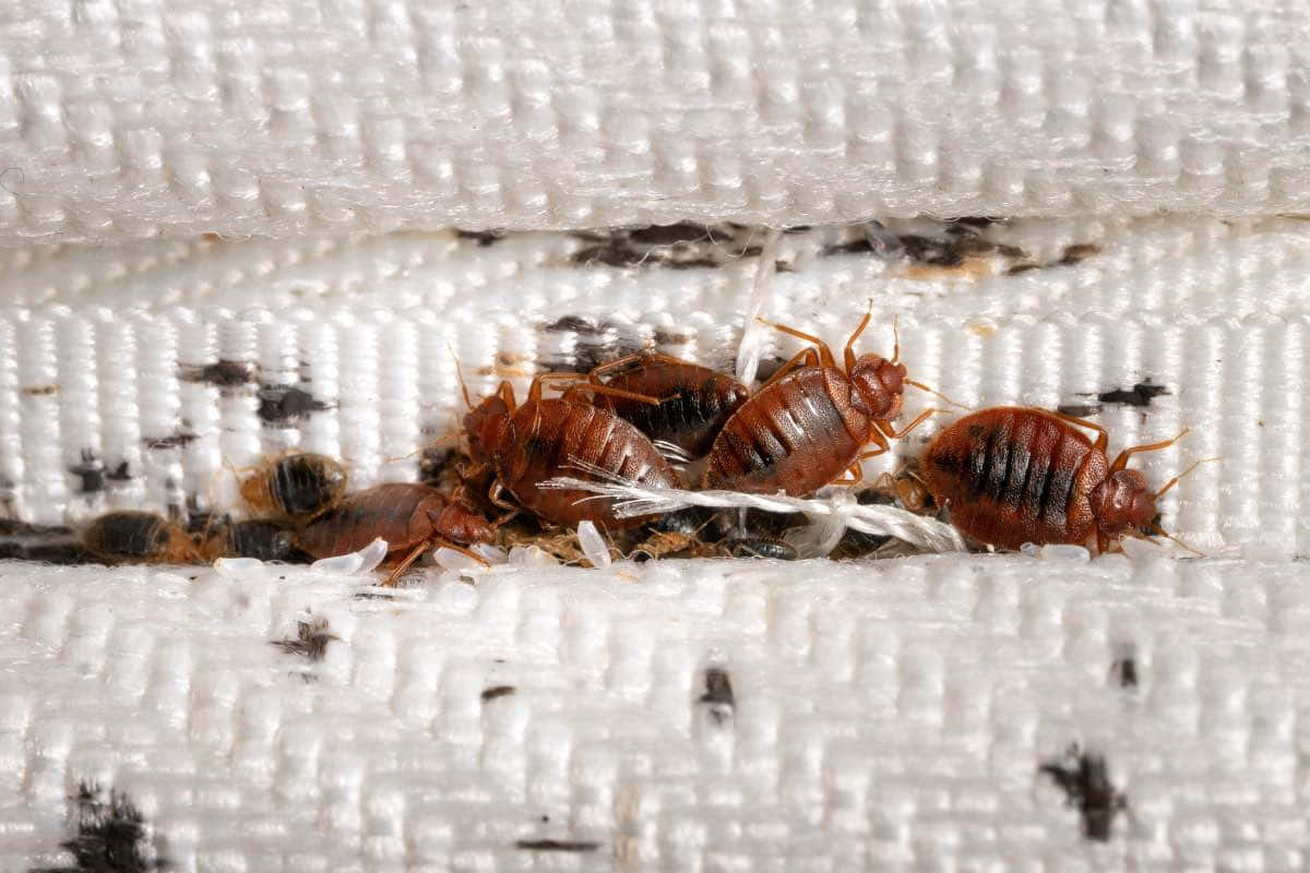 bed bugs, white textured fabric, dark stains, SD Desktop Wallpaper