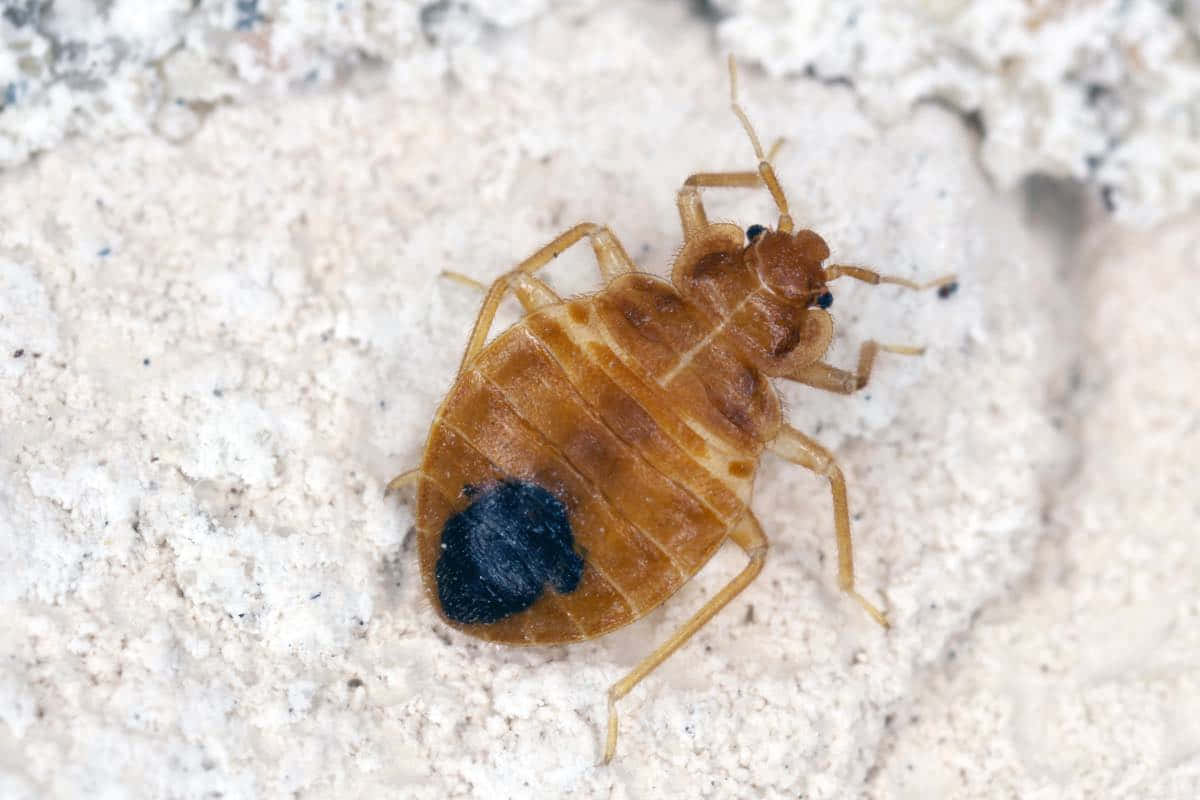 bed bug, brown, dark spot, SD Desktop Wallpaper