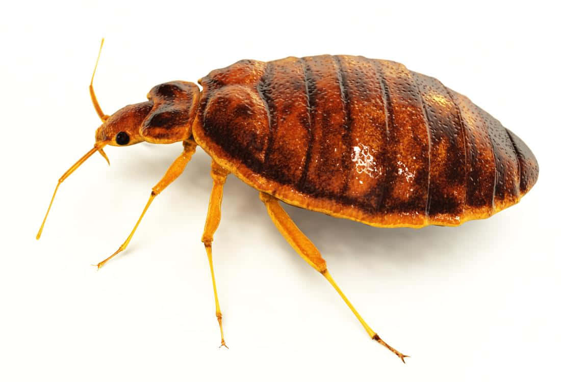 bed bug, brownish-red, segmented shell, SD Desktop Wallpaper