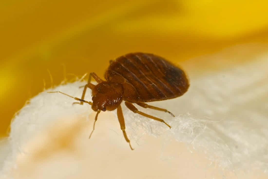 bed bug, brown, white textured surface, SD Desktop Wallpaper