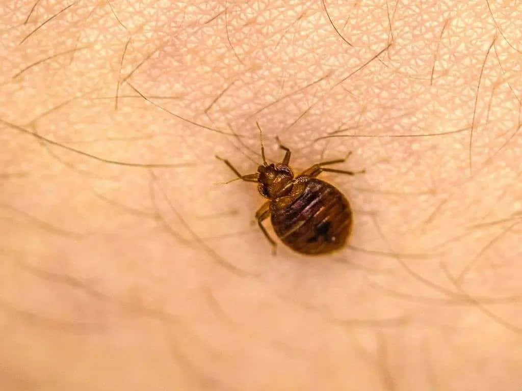 bed bug, human skin, brown, SD Desktop Wallpaper