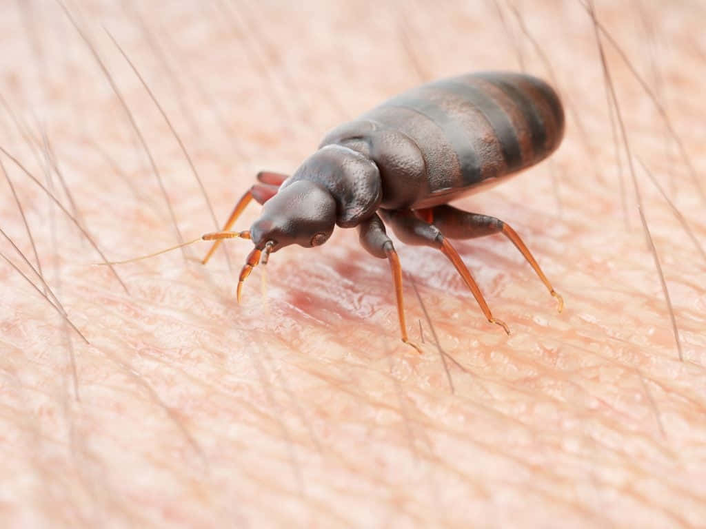 bed bug, dark brown, orange legs, SD Desktop Wallpaper