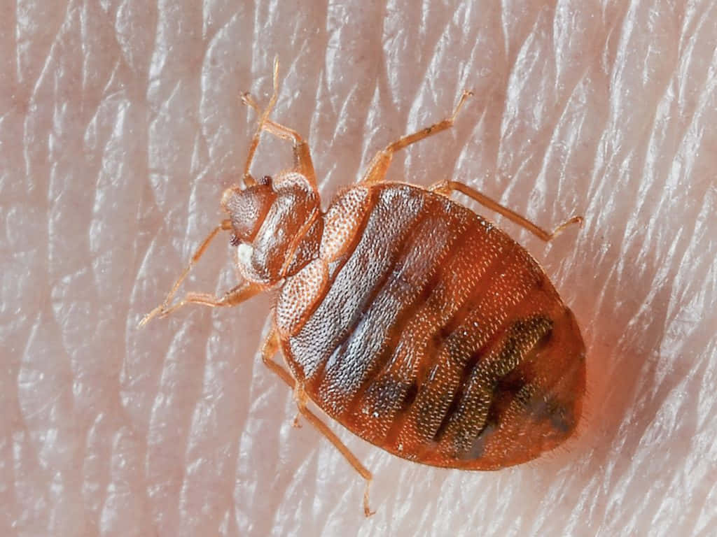 bed bug, human skin, pores, SD Desktop Wallpaper
