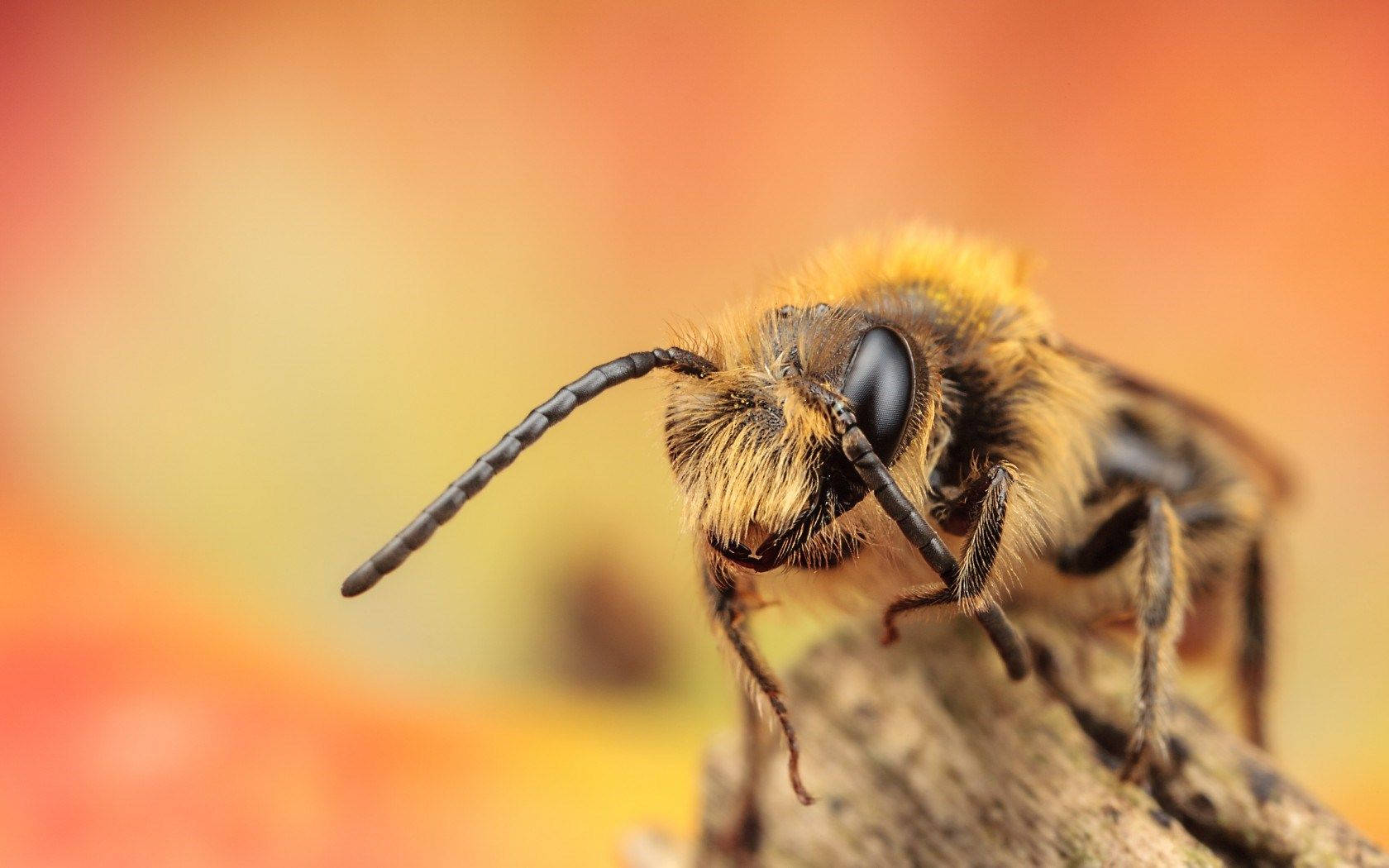 bee, orange background, twig, HD Desktop Wallpaper