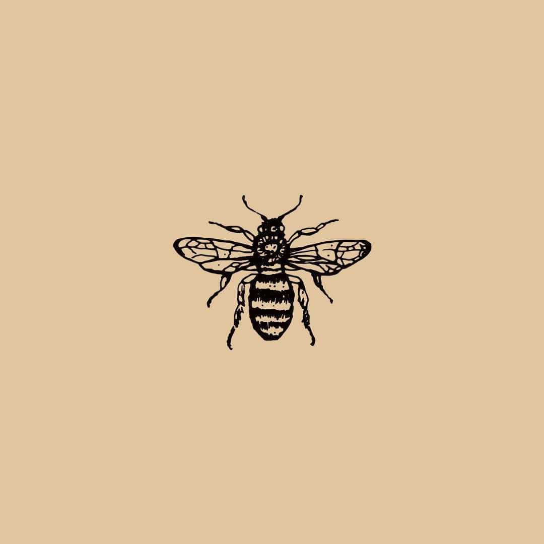 bee, striped abdomen, veined wings, SD Desktop Wallpaper