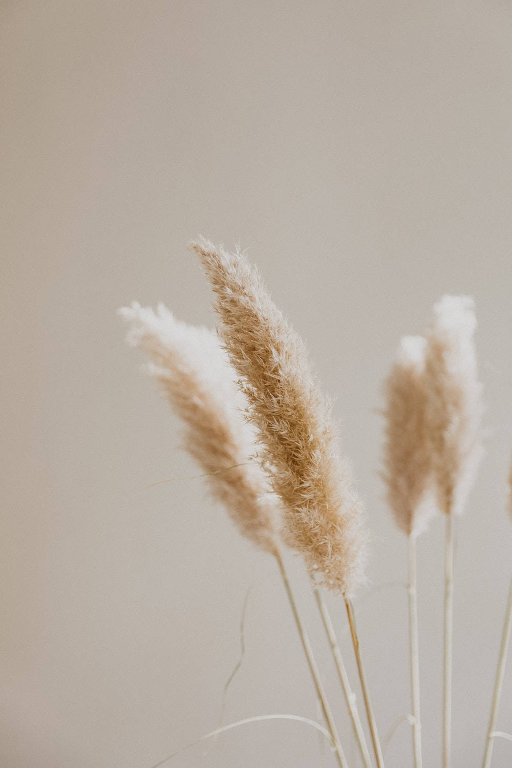 wheat flower set, beige aesthetic phone, soft beige pampas grass plumes, HD Phone Wallpaper