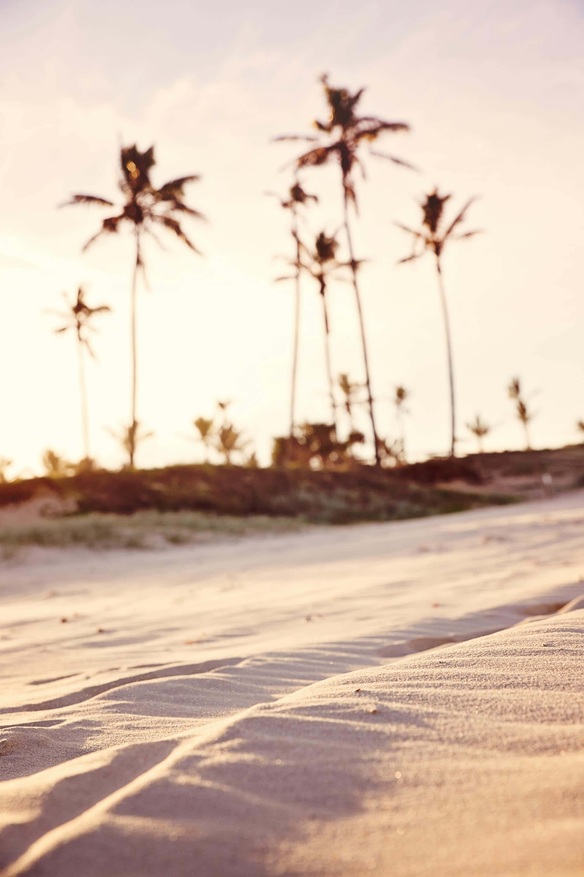 Beige Beach Sunset Palms, sunlit sand dunes, silhouetted palm trees, 2K Phone Wallpaper