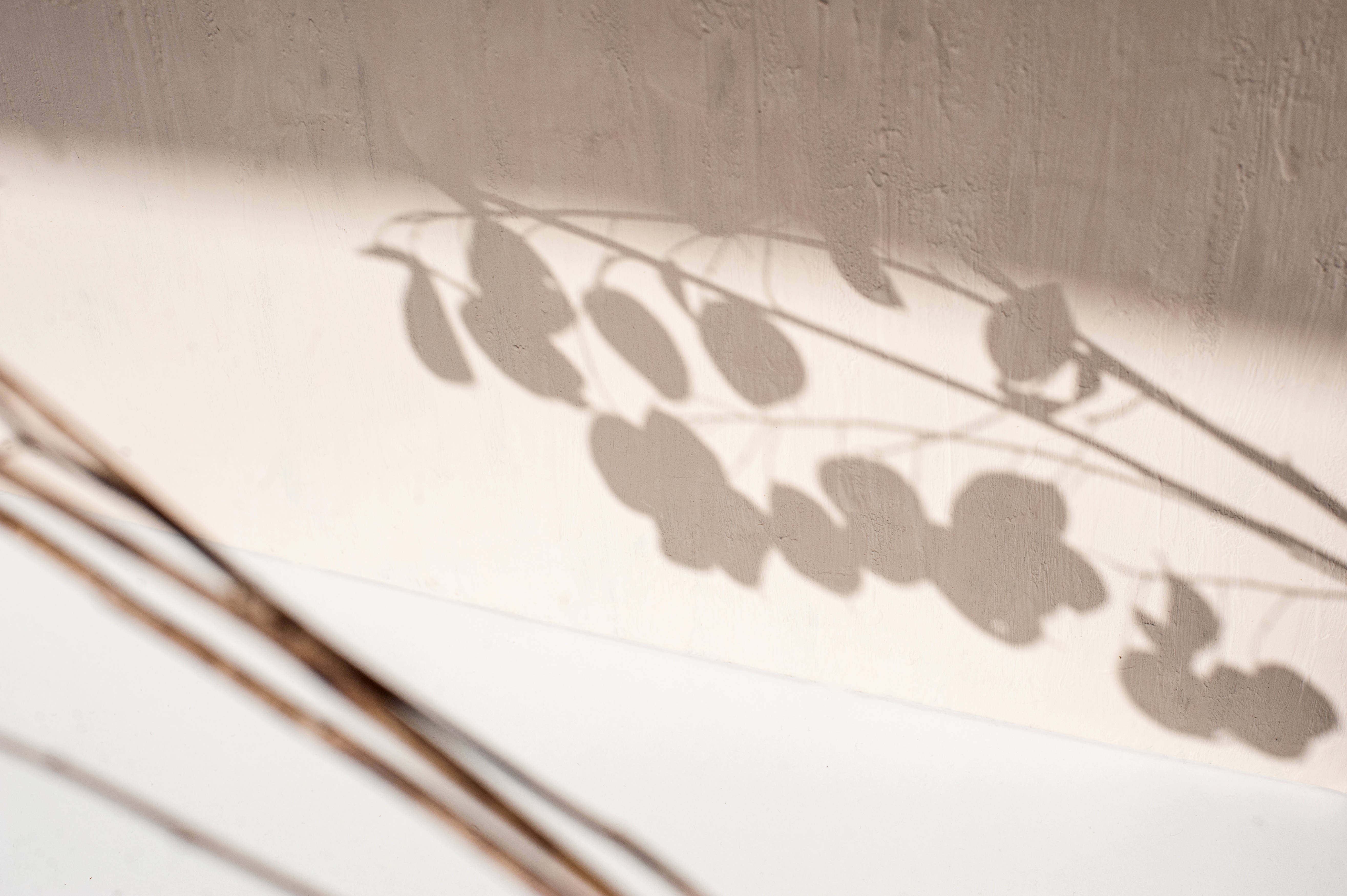 beige wall, soft shadows, delicate leaves, 5K Desktop Wallpaper