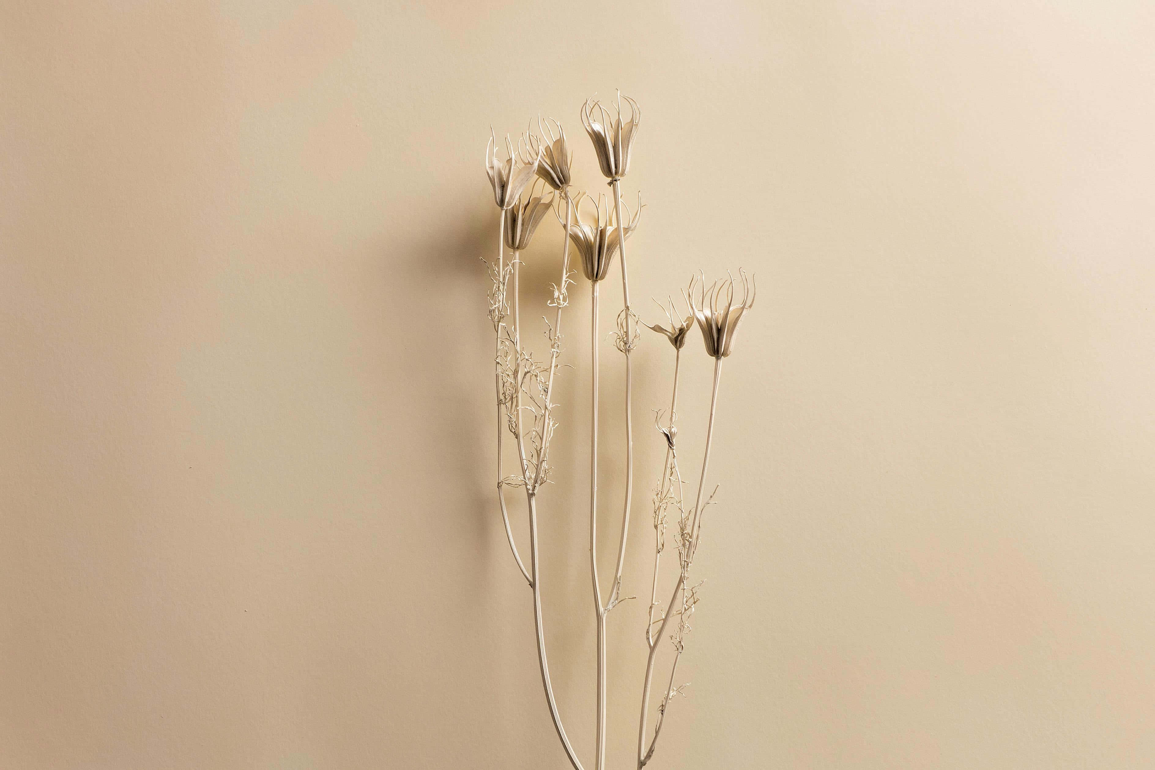 beige floral aesthetic, dried beige flowers, slender stems, 2K Desktop Wallpaper