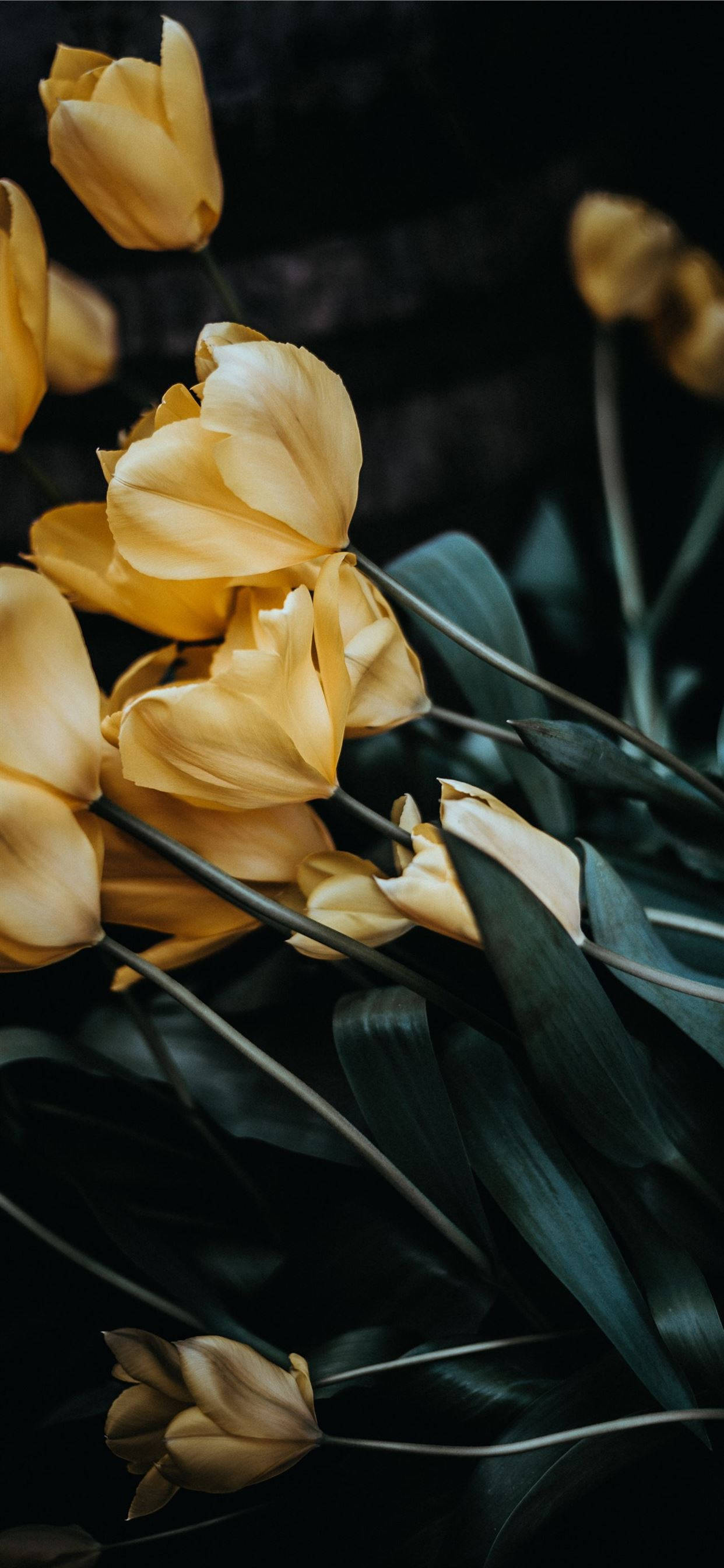 Beige iPhone, iPhone 12, Golden tulips, 2K Phone Wallpaper