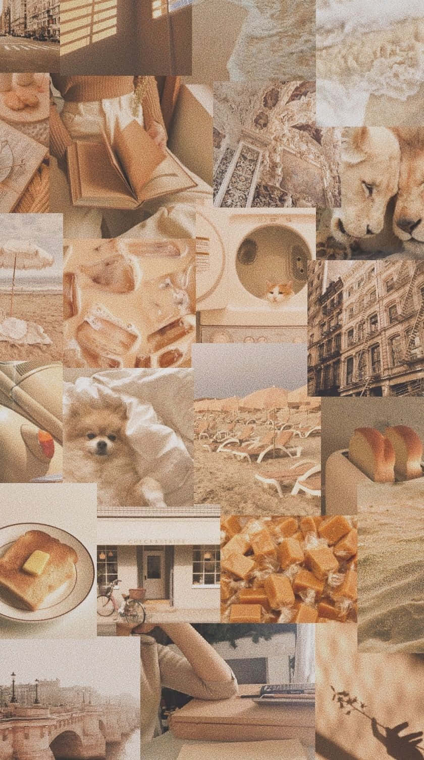 Beige Tan Aesthetic, vintage photos, cats, HD Phone Wallpaper