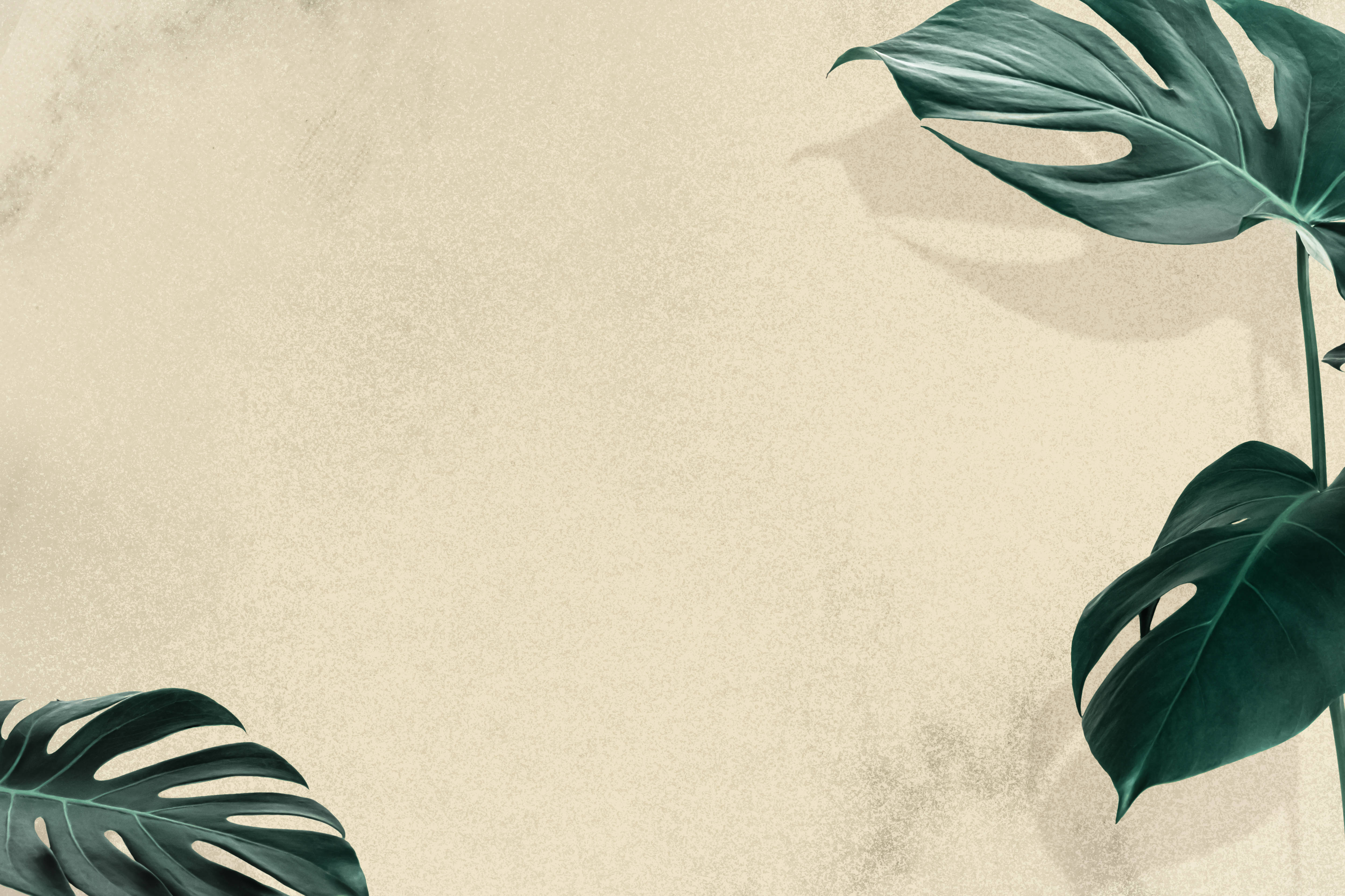 monstera leaves, textured beige background, soft shadows, 4K Desktop Wallpaper