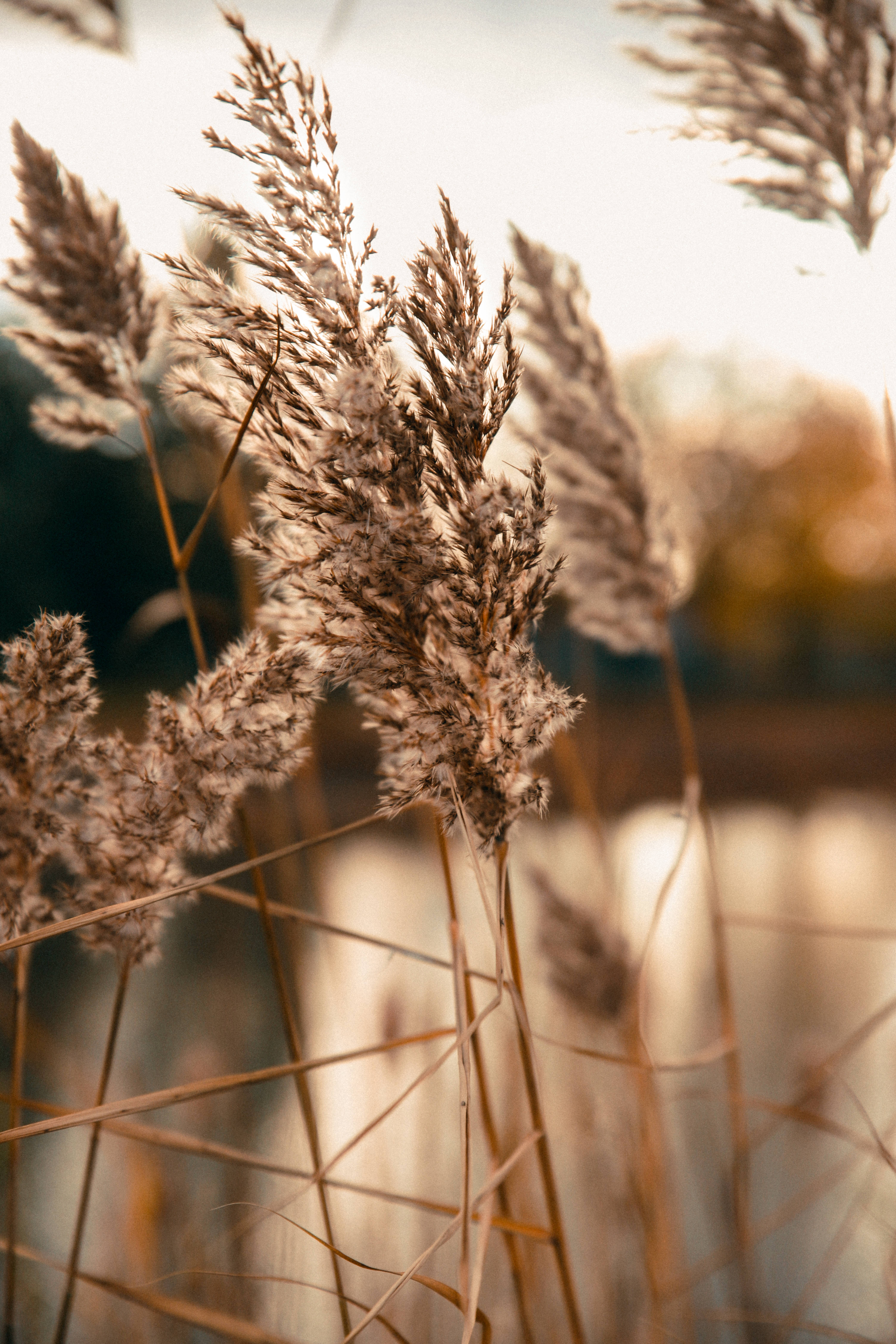 golden reed grasses, soft sunlight, blurred water, 5K Phone Wallpaper