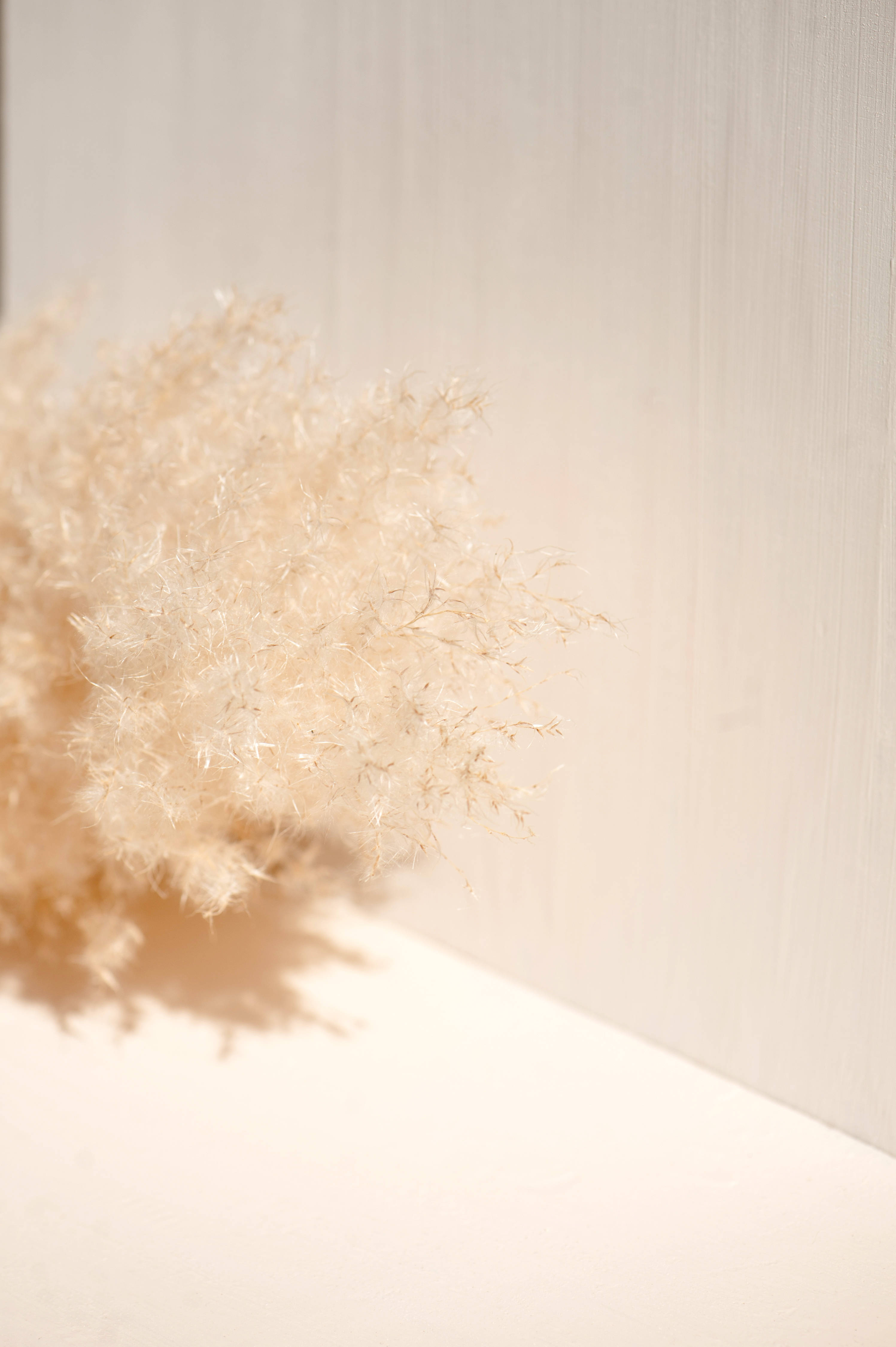 beige, pampas grass, minimalist white wooden wall, 4K Phone Wallpaper
