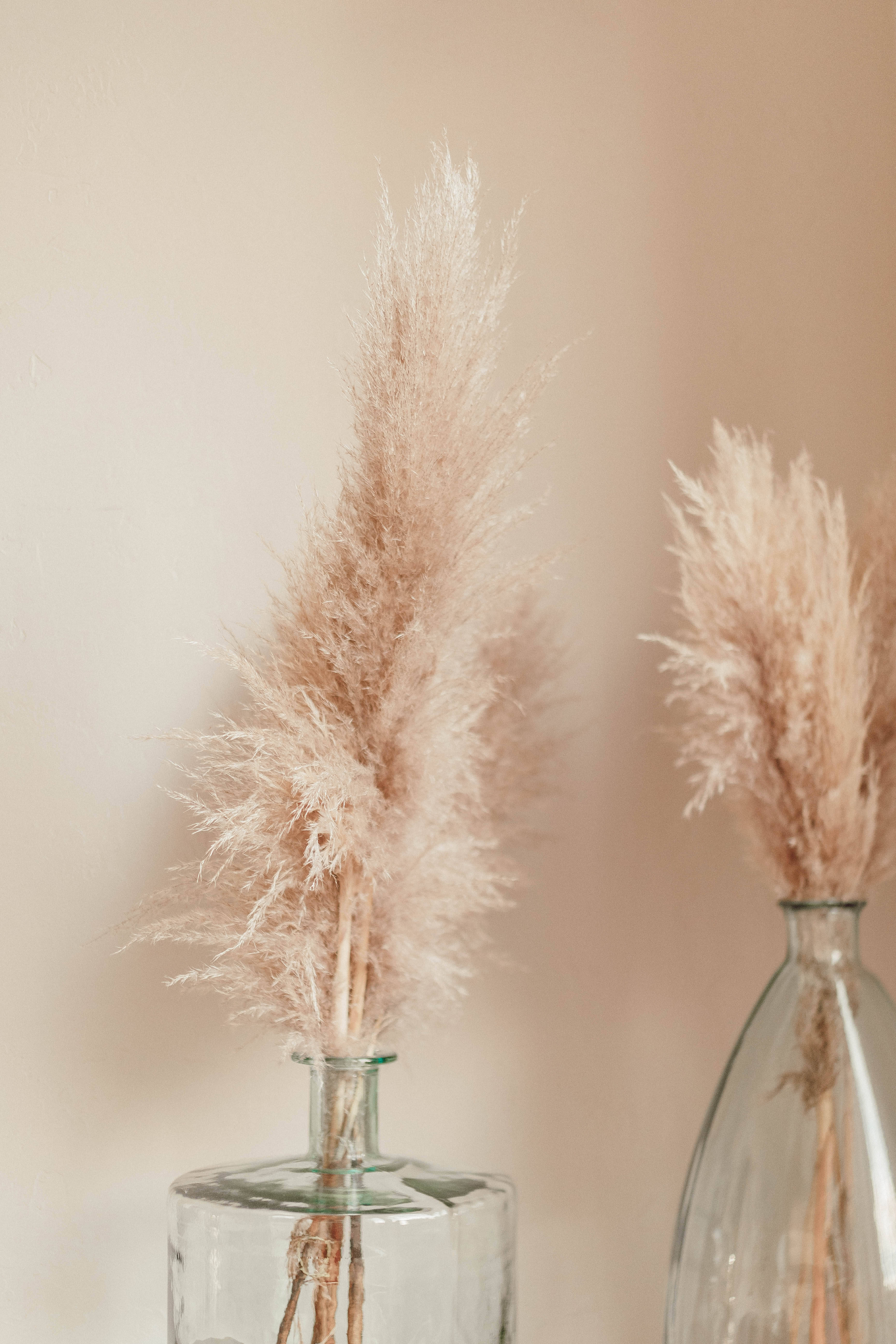 beige tail grasses, clear glass vases, warm beige wall, 5K Phone Wallpaper