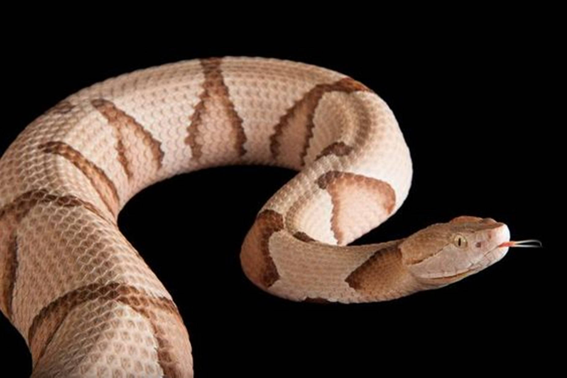 copperhead snake, beige-colored scales, stark black background, HD Desktop Wallpaper