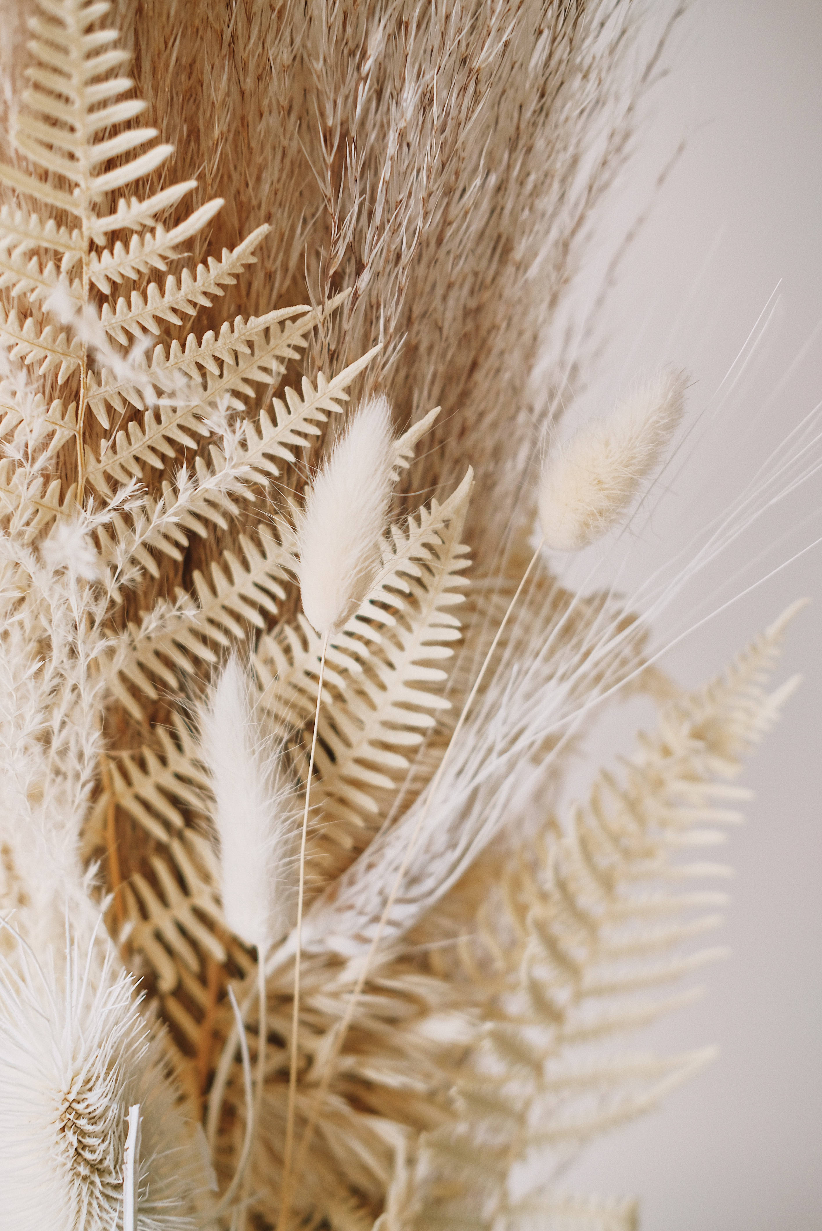 beige fern, pampas grass, neutral background, 4K Phone Wallpaper
