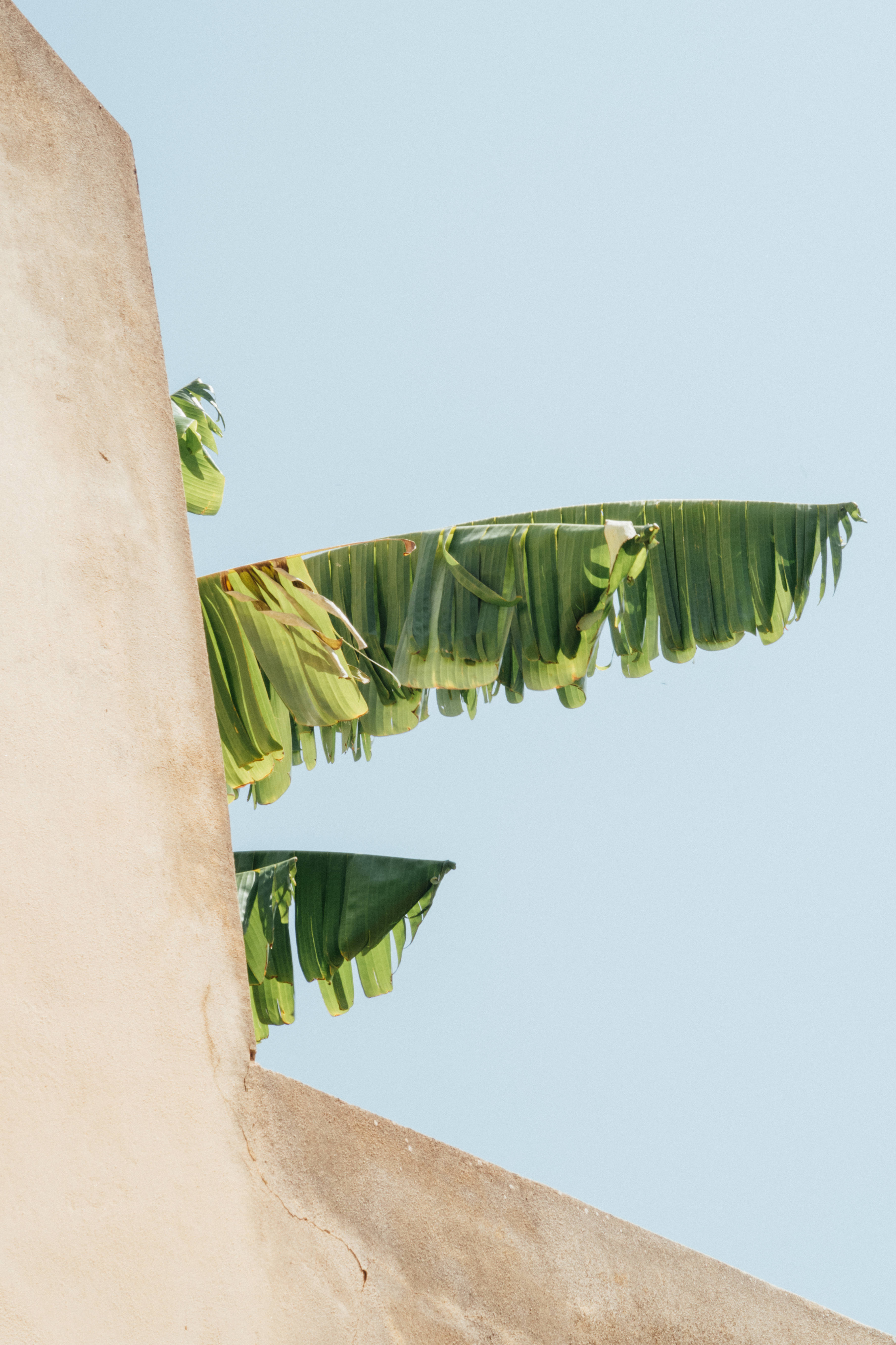 banana leaves, beige minimalist wall, textured beige wall, 5K Phone Wallpaper