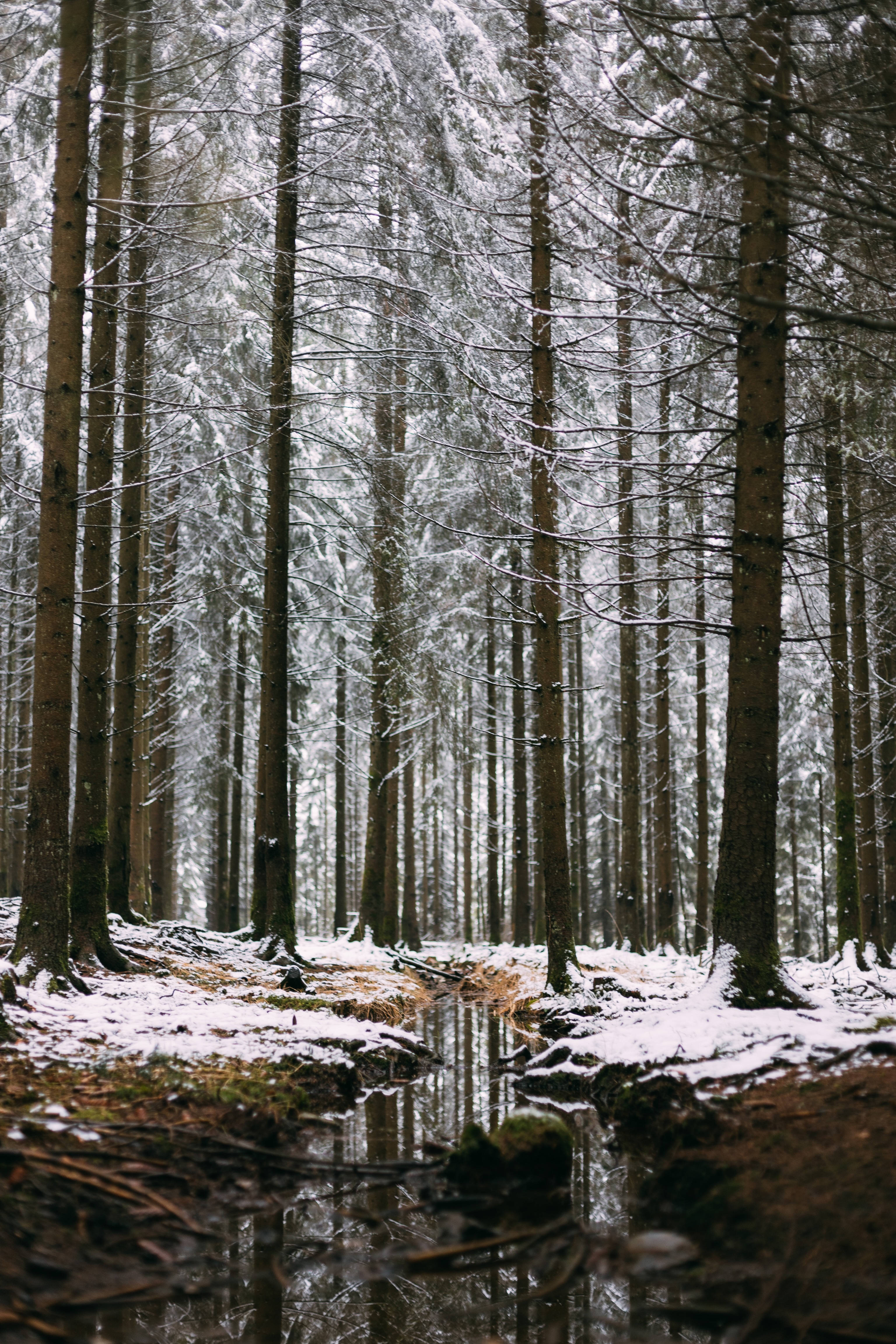Belgium, snowy stream, snow-dusted pine trees, 4K Phone Wallpaper