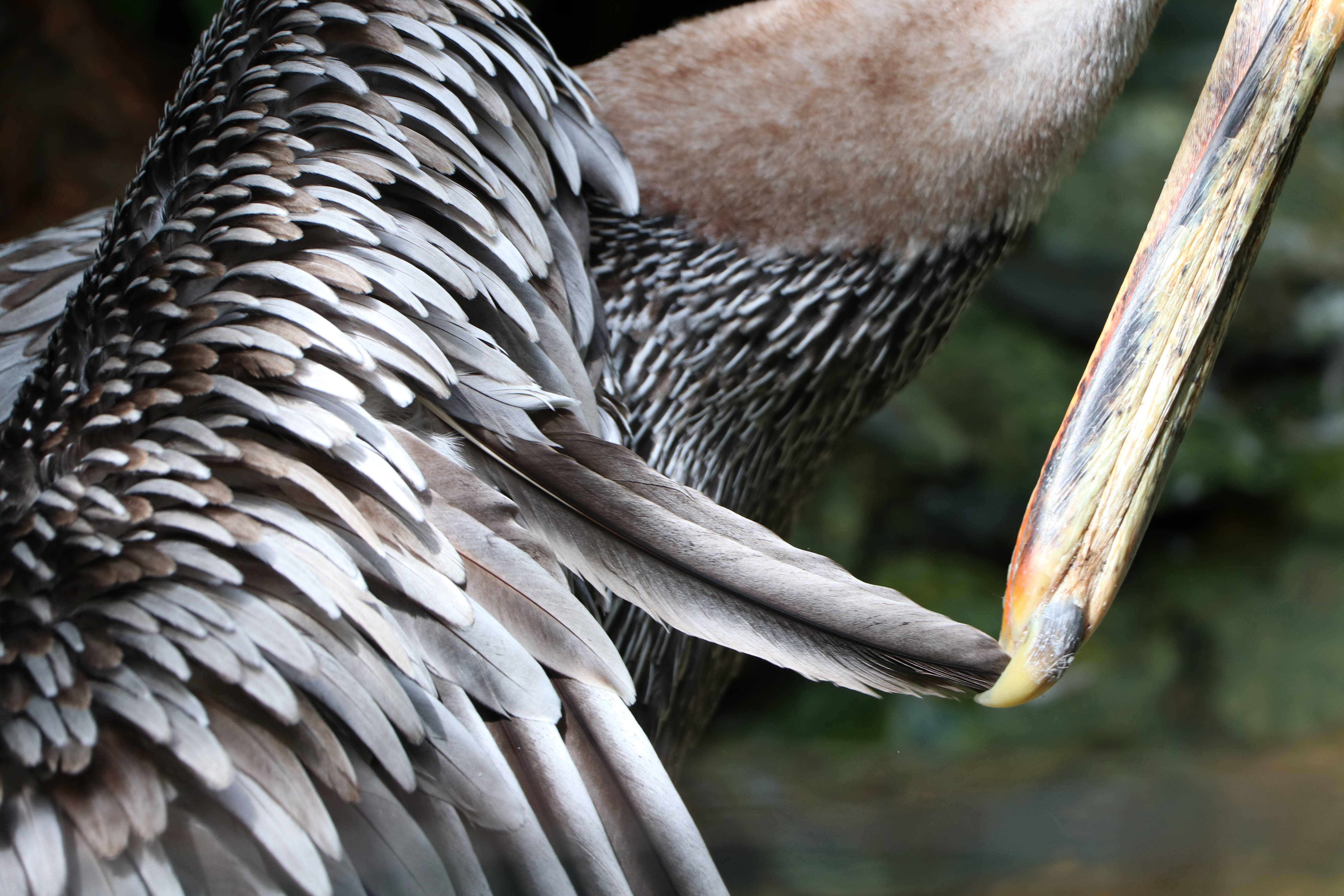 Belize, brown pelican, textured feathers, 5K Desktop Wallpaper