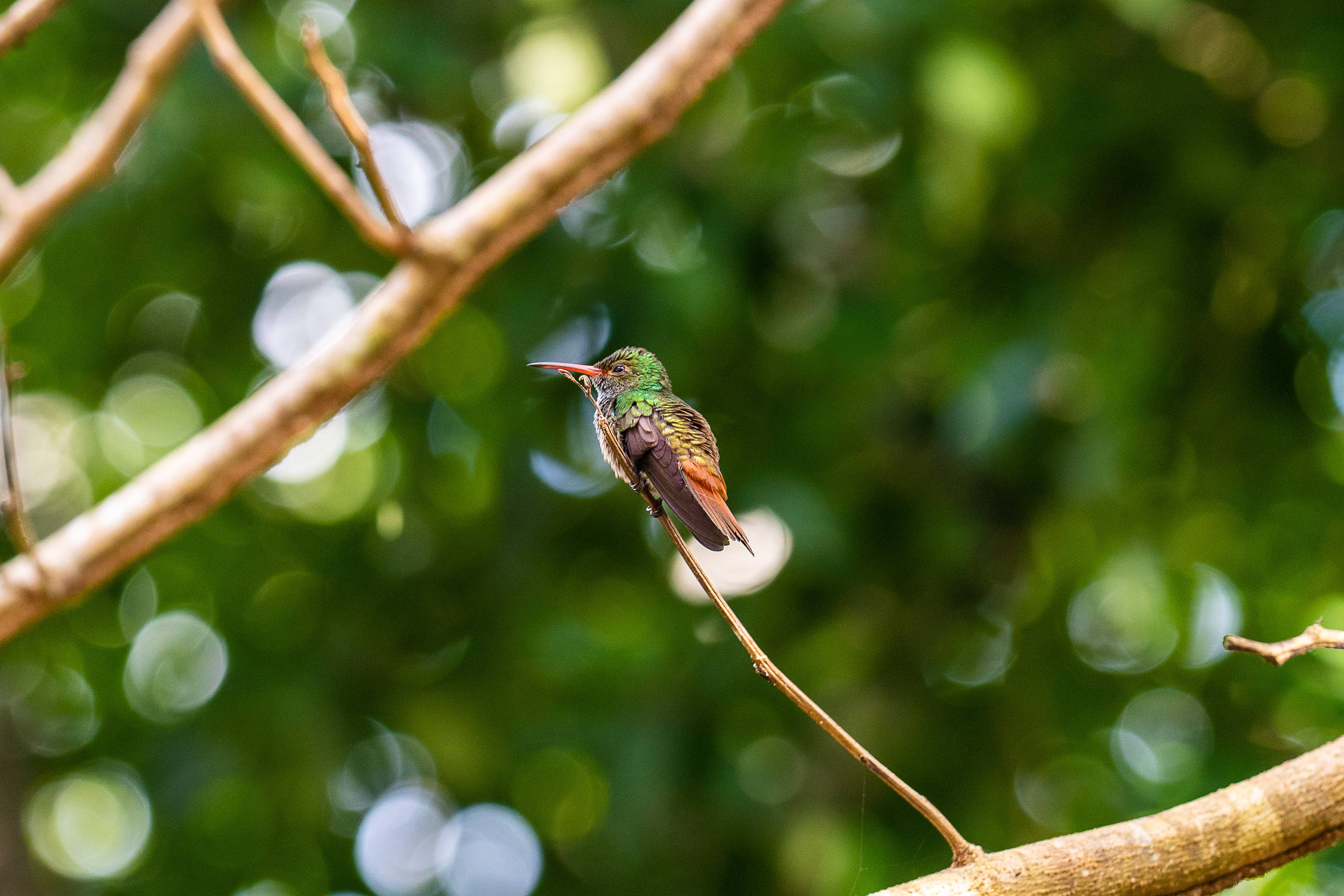 Belize, colibri bird, hummingbird, 2K Desktop Wallpaper