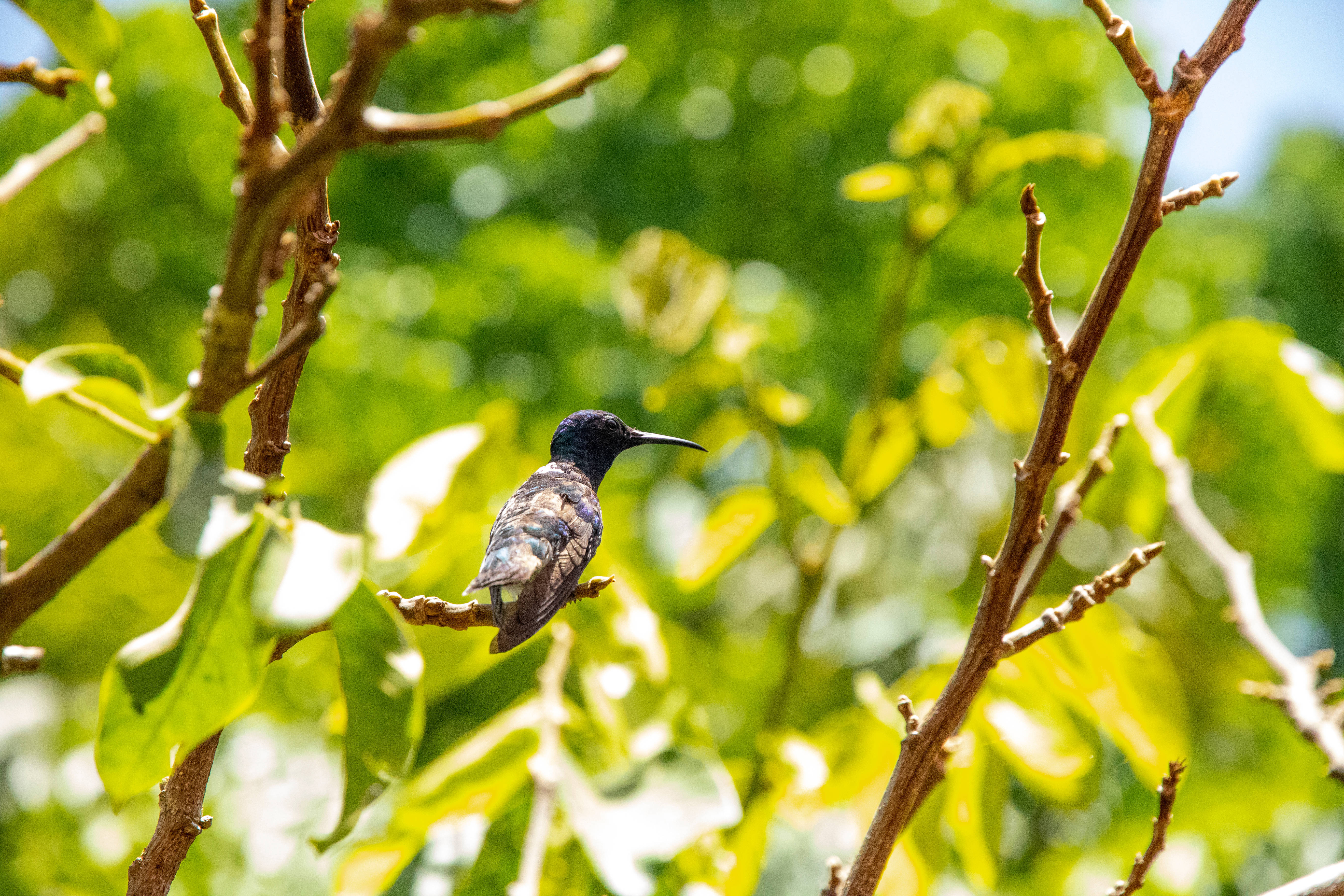 Belize, Black-chinned Hummingbird, sunlit branch, 5K Desktop Wallpaper