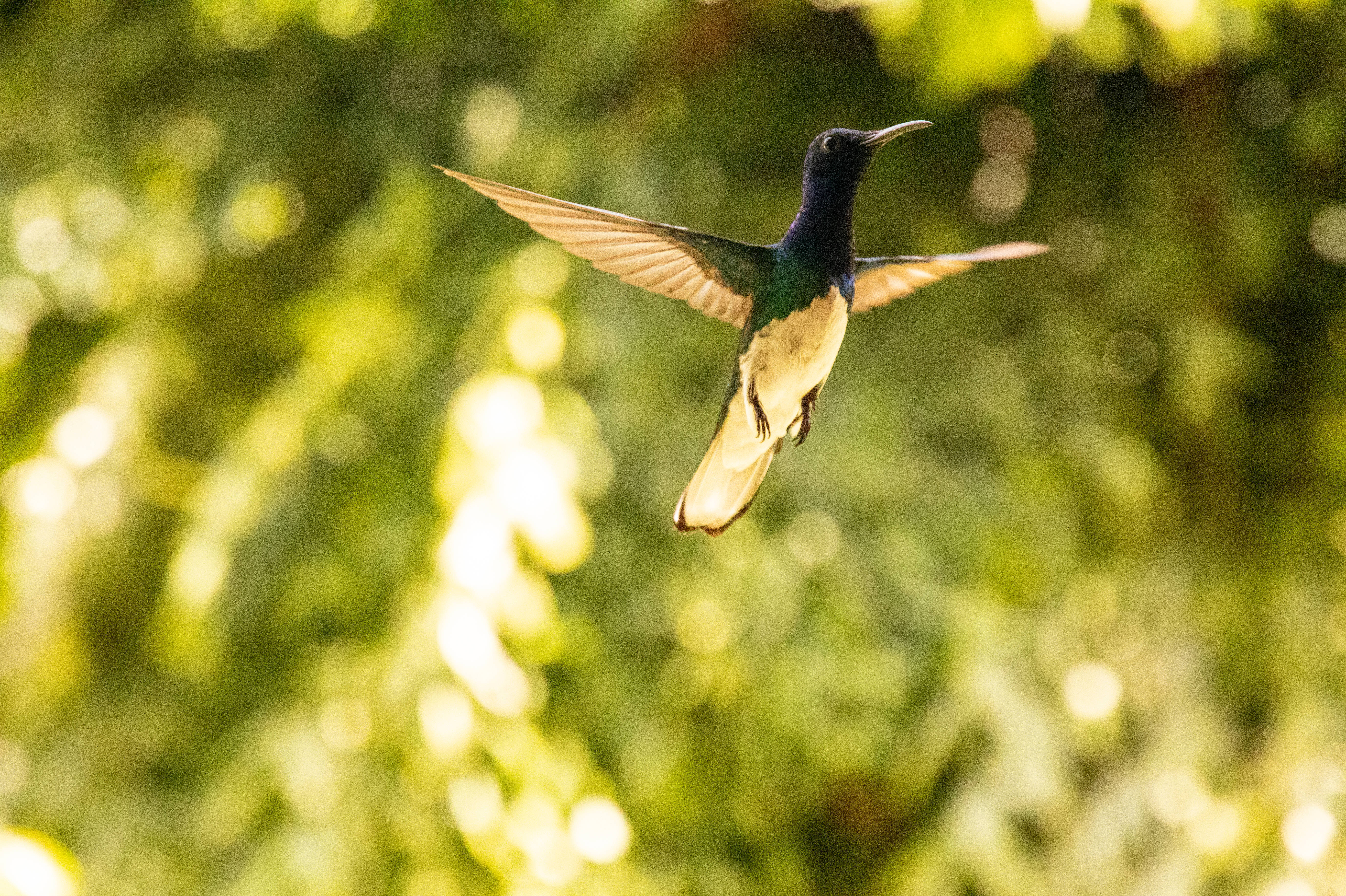 Belize, little hummingbird, sunlit green foliage, 5K Desktop Wallpaper
