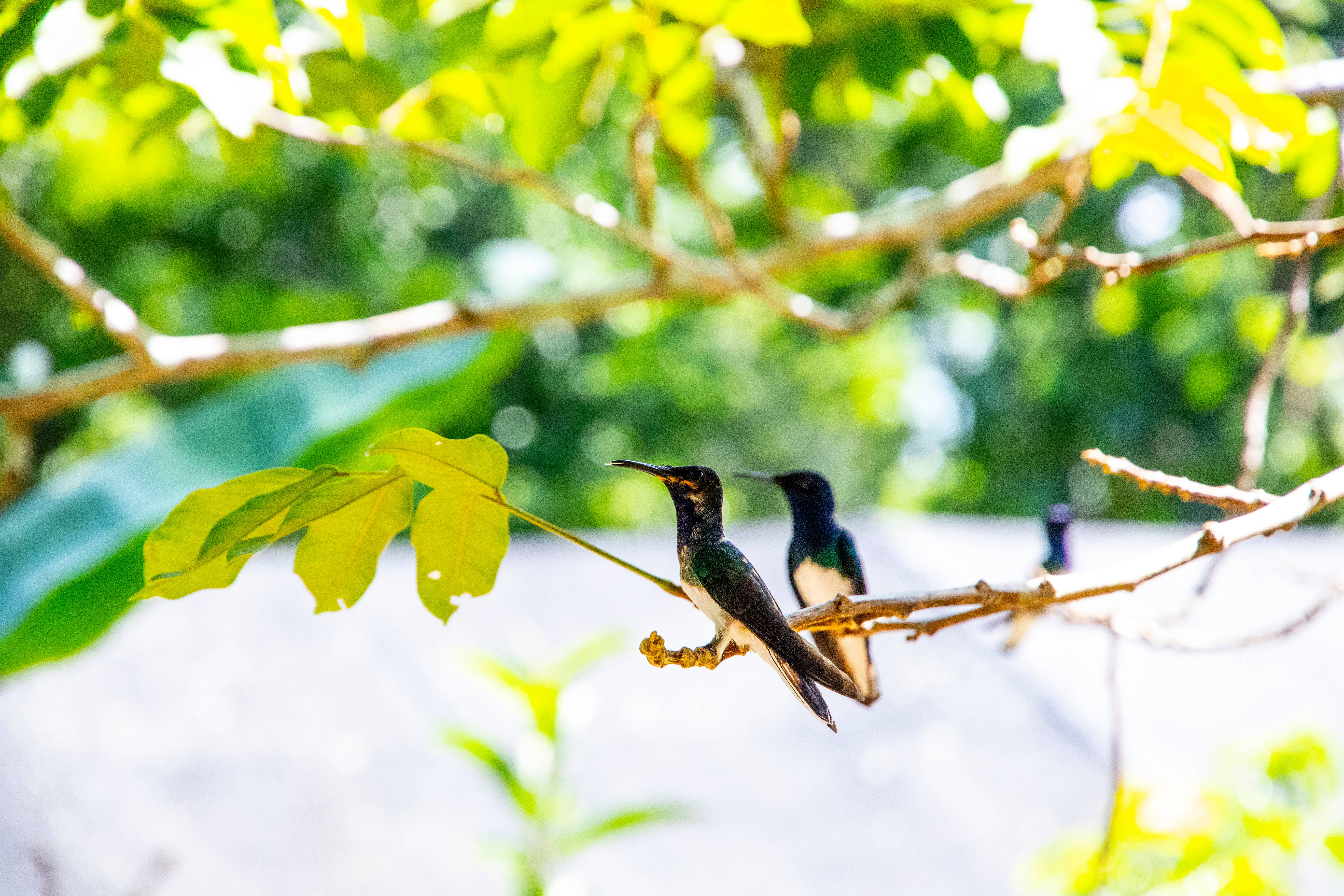 Belize, hummingbirds, branch, 5K Desktop Wallpaper