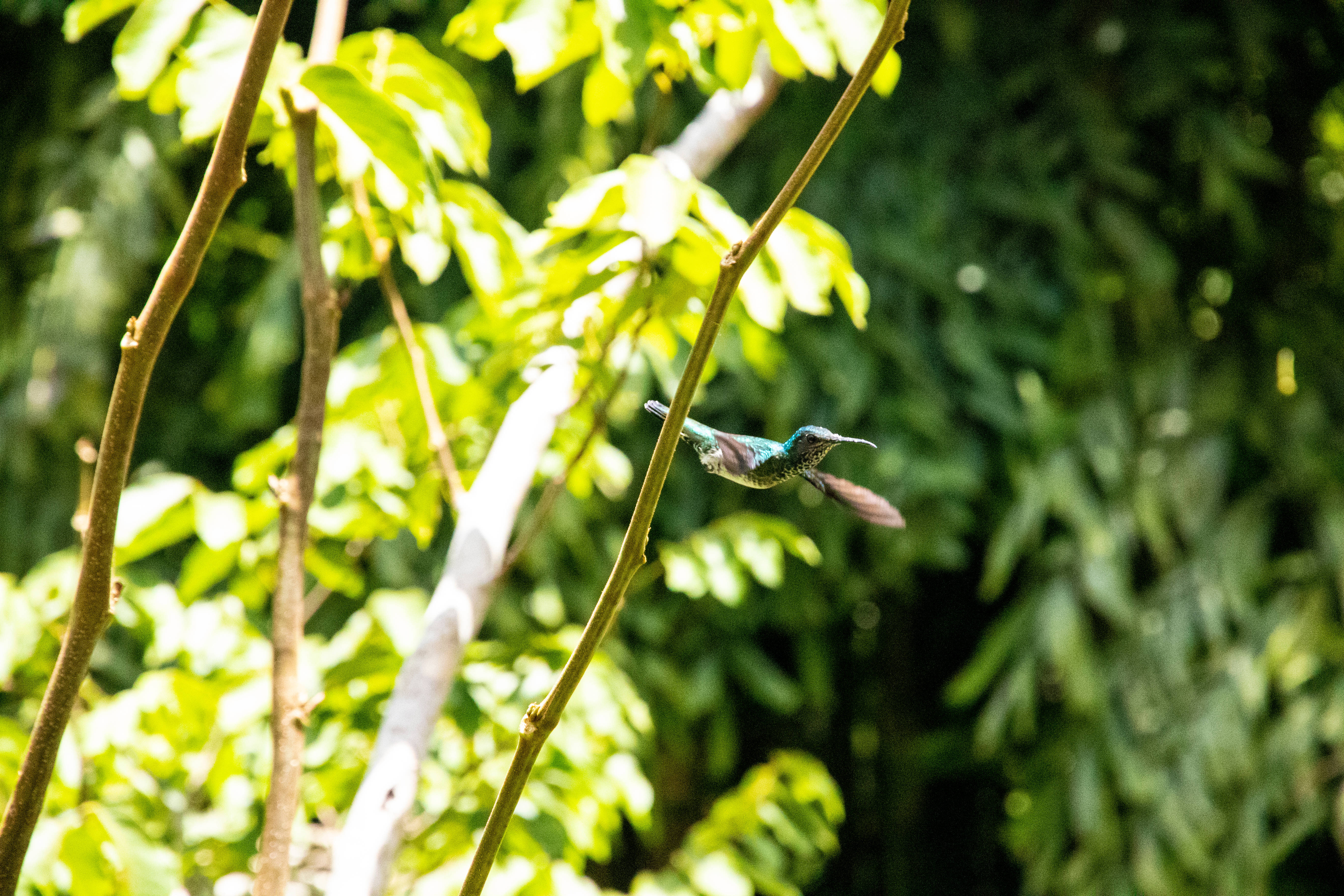 Belize, hummingbird, mid-flight, 5K Desktop Wallpaper