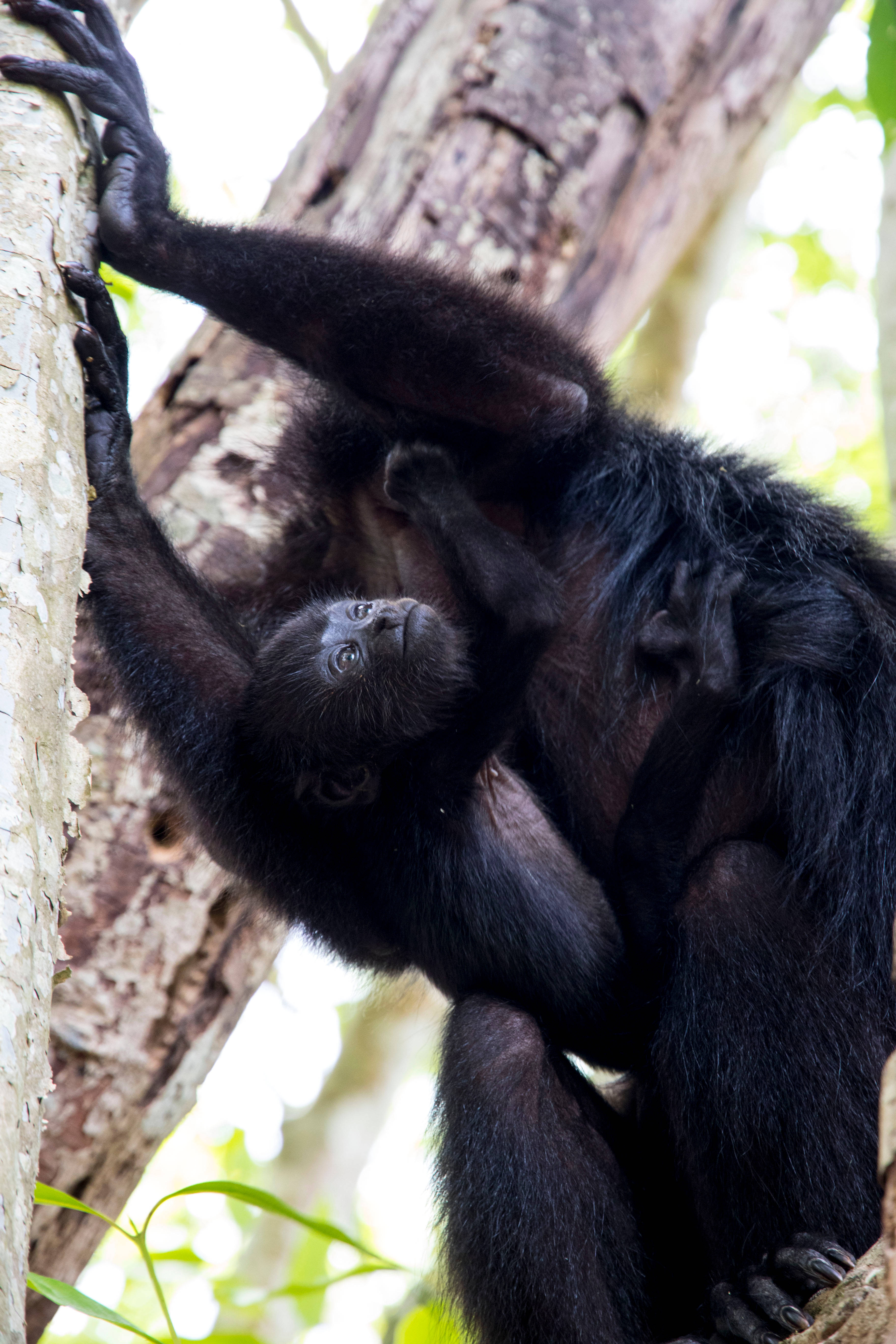 Belize, black howler monkey, tree trunk, 5K Phone Wallpaper