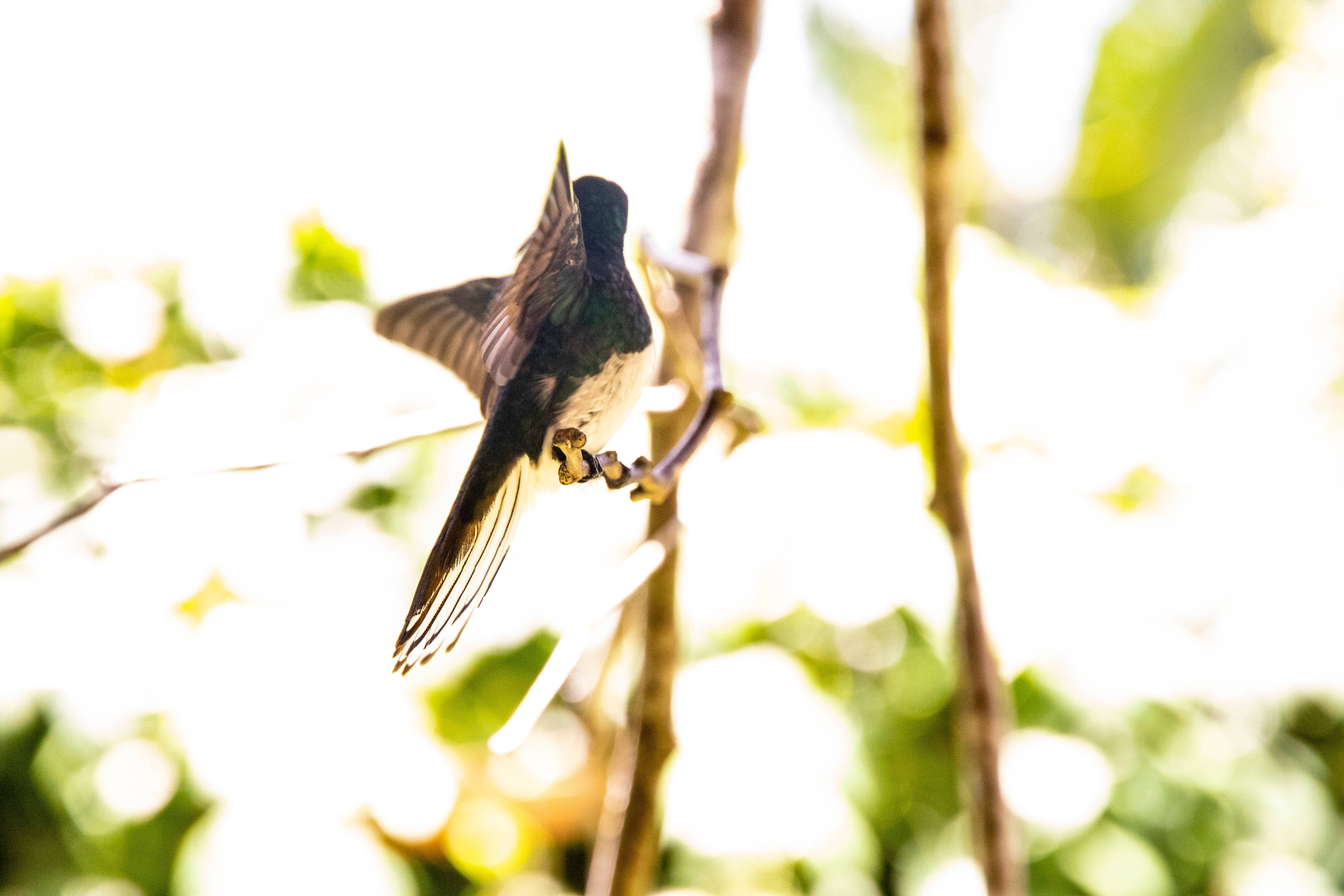 Belize, hummingbird, branch, 5K Desktop Wallpaper