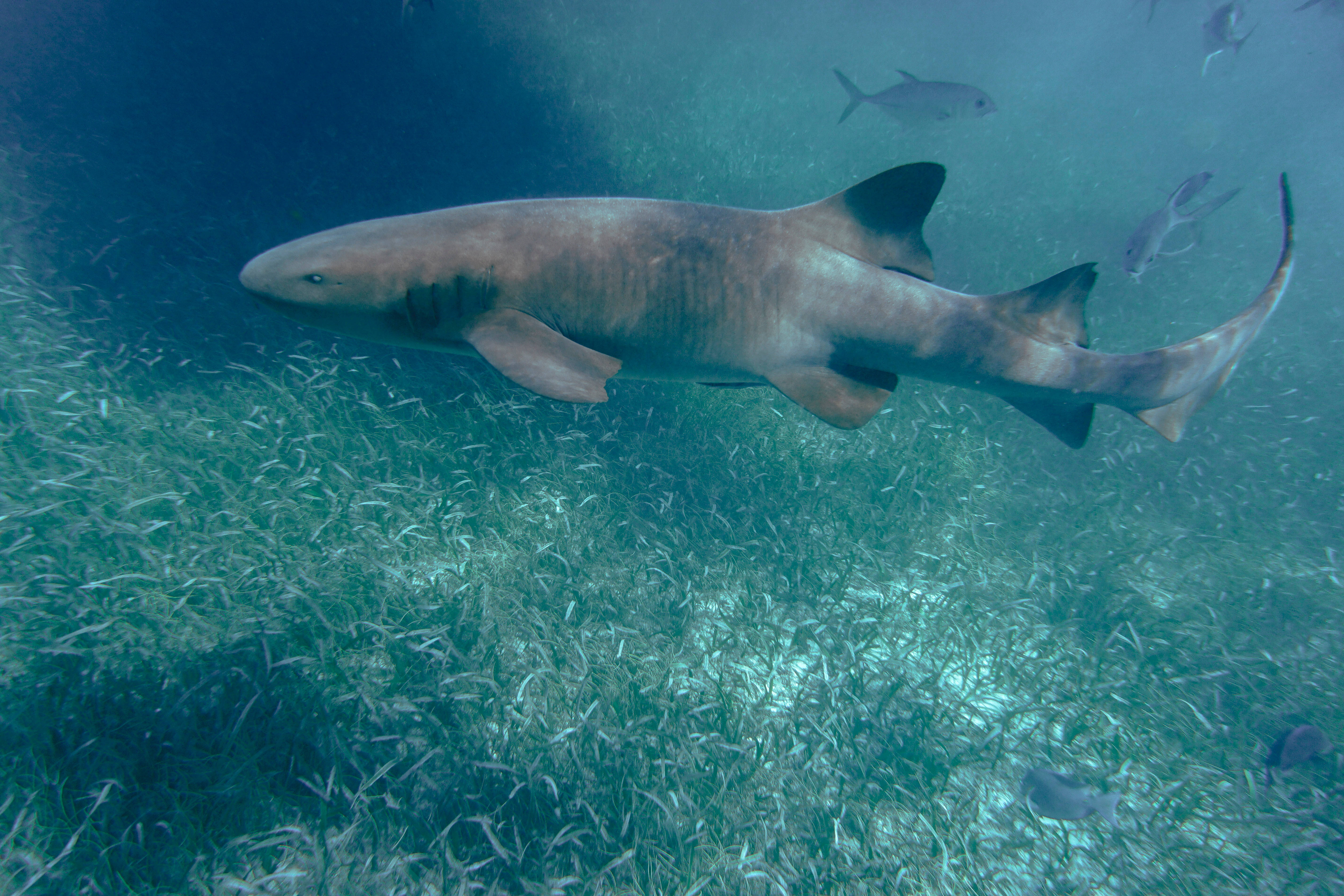 Belize, nurse shark, sunlit seagrass bed, 5K Desktop Wallpaper