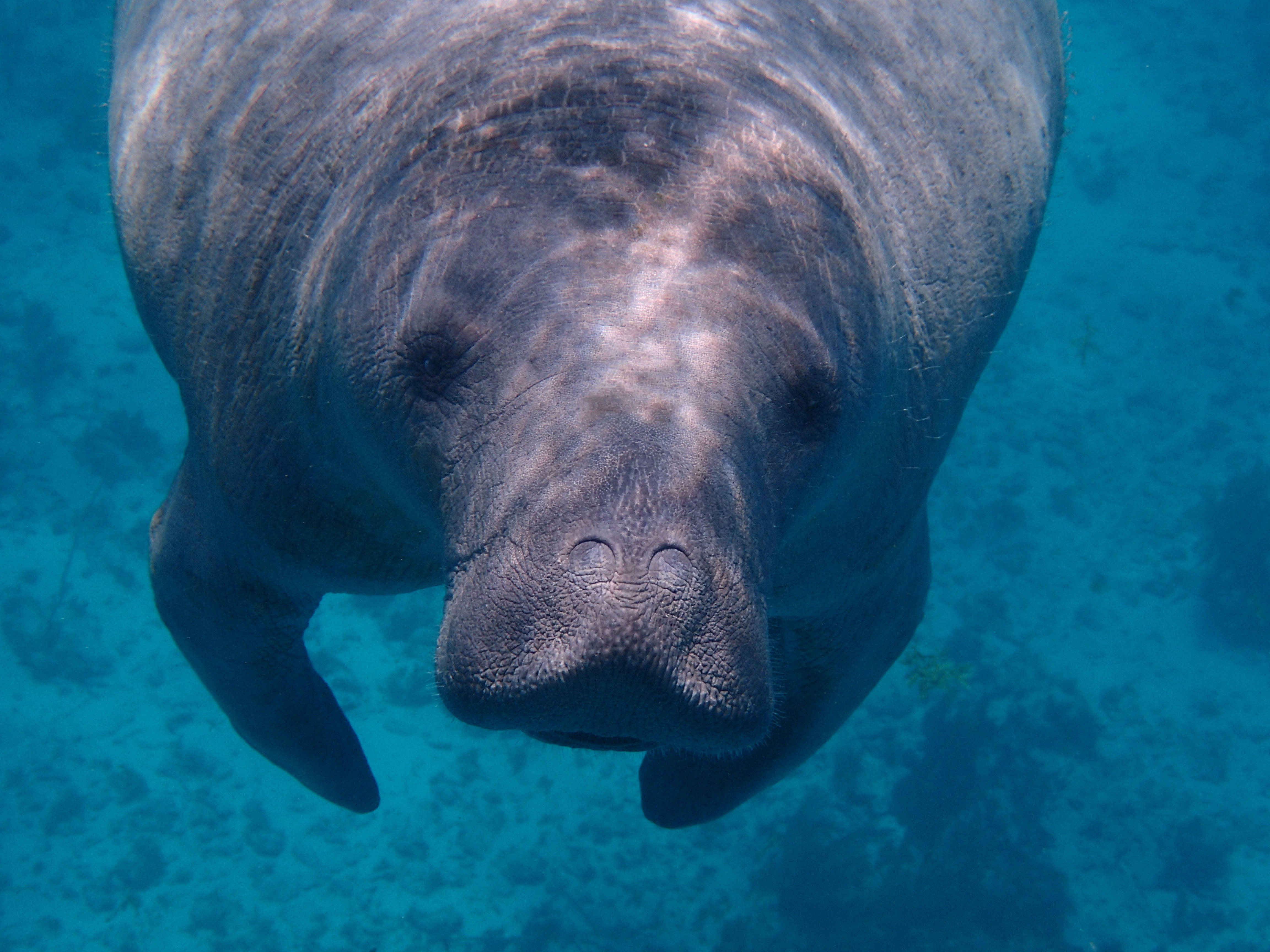Belize, gray manatee, underwater shot, 4K Desktop Wallpaper