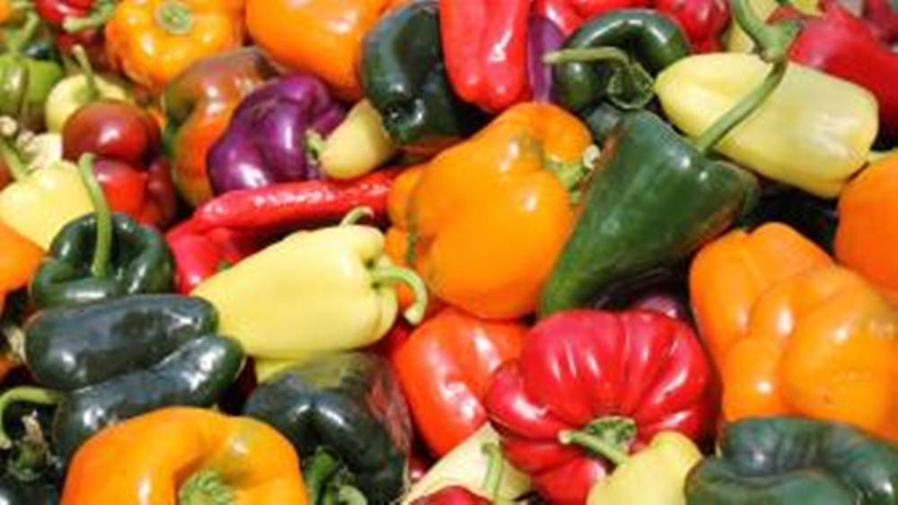 organic bell pepper, different varieties, colorful bell peppers, SD Desktop Wallpaper