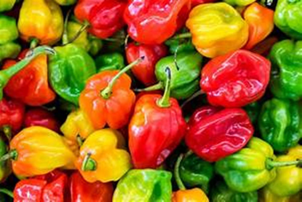 multi colored exocarps, bell pepper fruits, red, SD Desktop Wallpaper