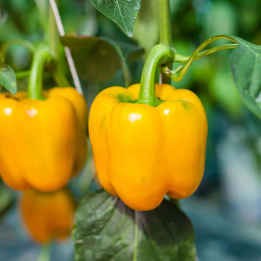 yellow bell pepper, dark background, lush green vine, SD Desktop Wallpaper