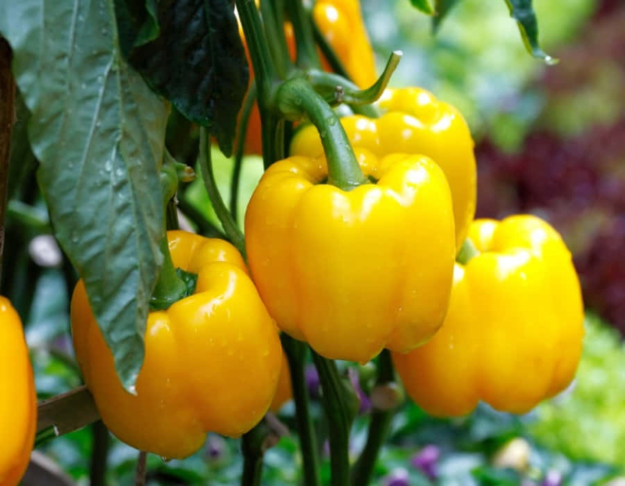 yellow bell pepper, wooden surface, dewdrops, SD Desktop Wallpaper