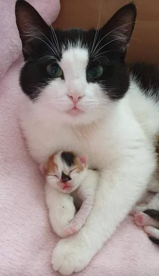Beluga Cat, calico kitten, pink blanket, SD Phone Wallpaper