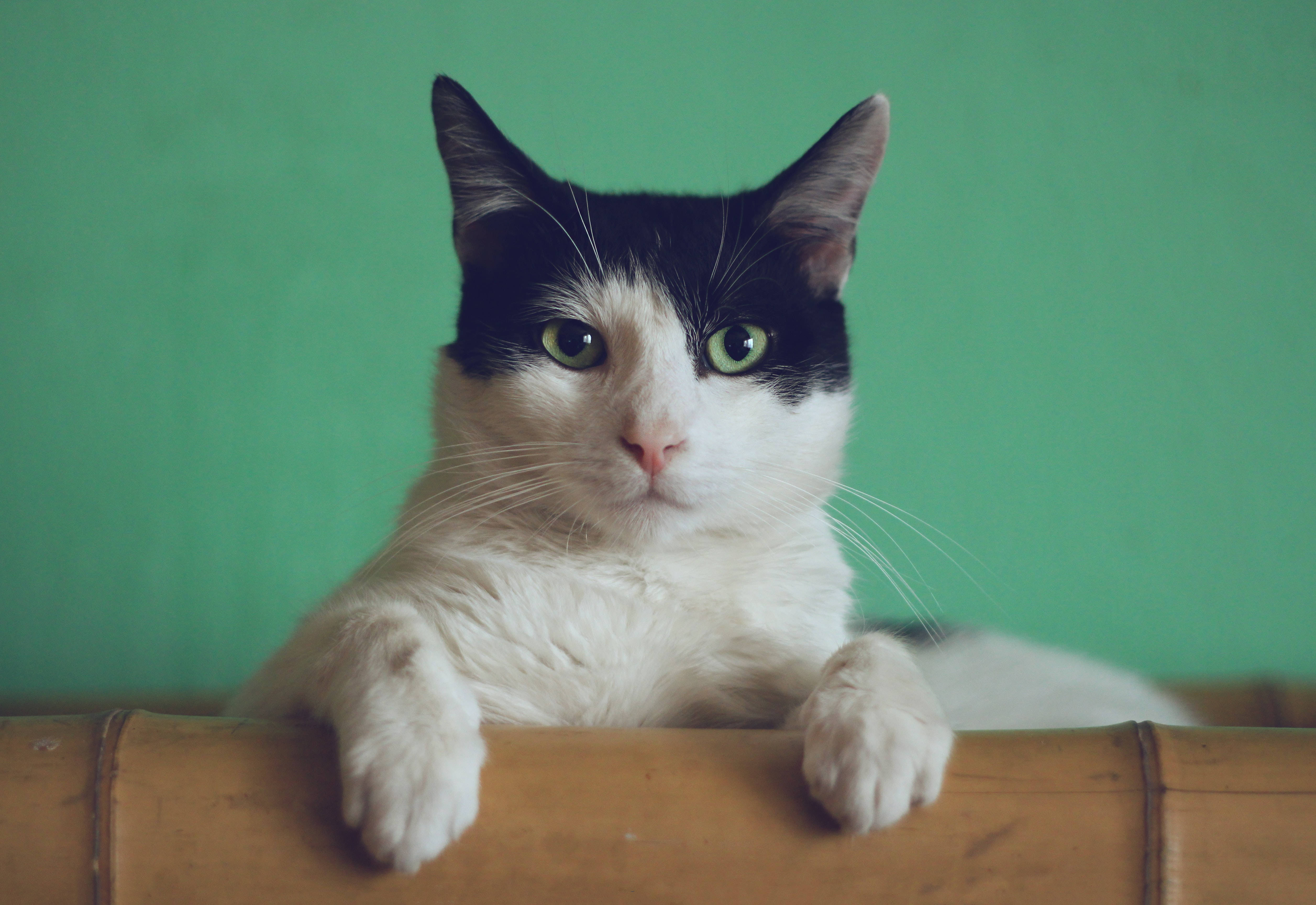 Beluga Cat, black and white cat, striking green eyes, 4K Desktop Wallpaper