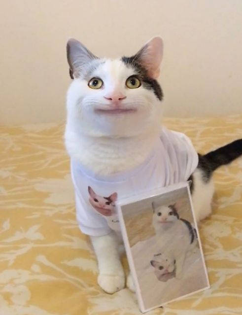 Beluga Cat, white tshirt with cat faces, yellow patterned bed, SD Phone Wallpaper